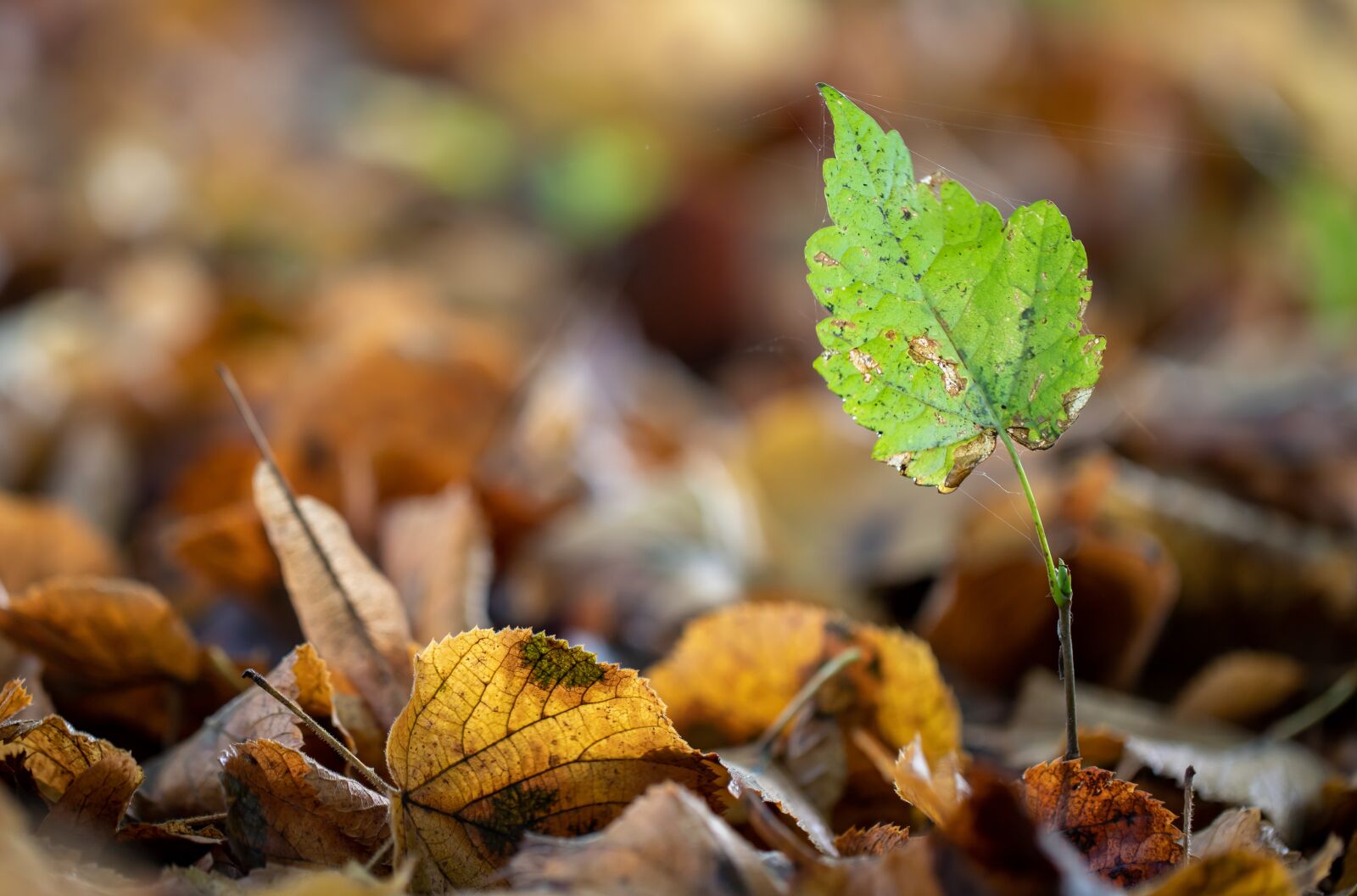 Canon EOS 6D Mark II sample photo. Leaves, foliage, autumn photography