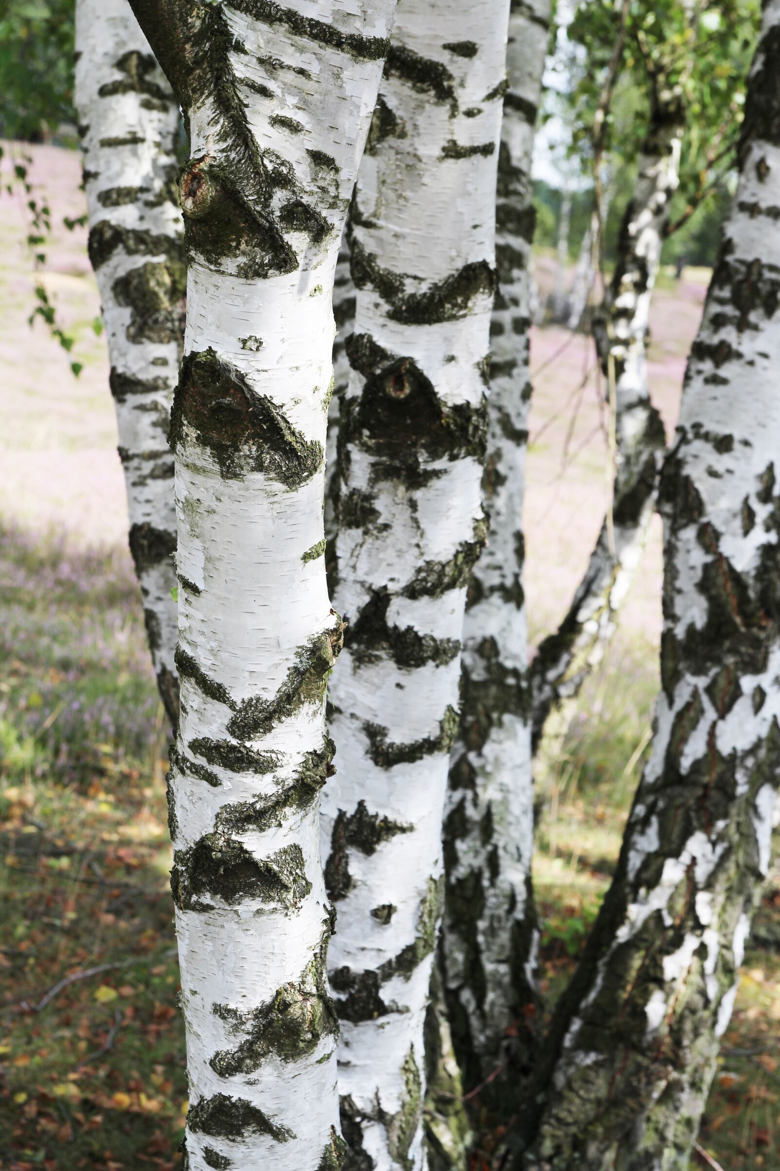 Canon EOS 700D (EOS Rebel T5i / EOS Kiss X7i) sample photo. Birch, trees, environment photography
