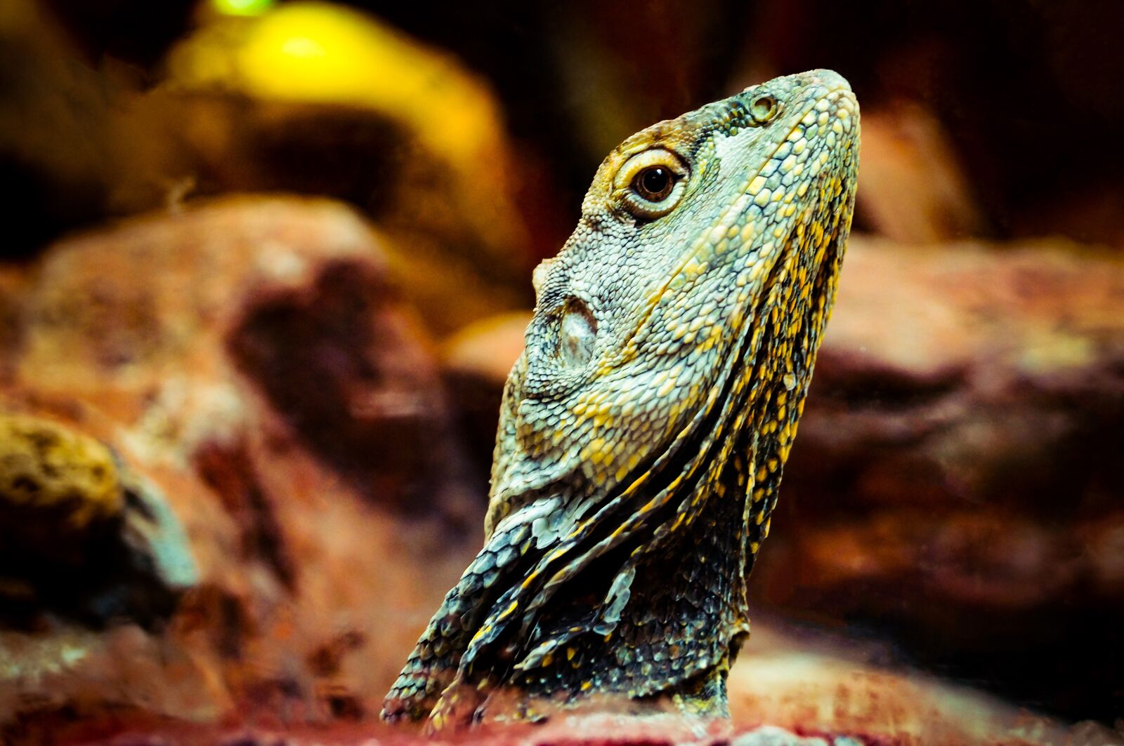 Sony SLT-A37 sample photo. Lizard, animal, gad photography