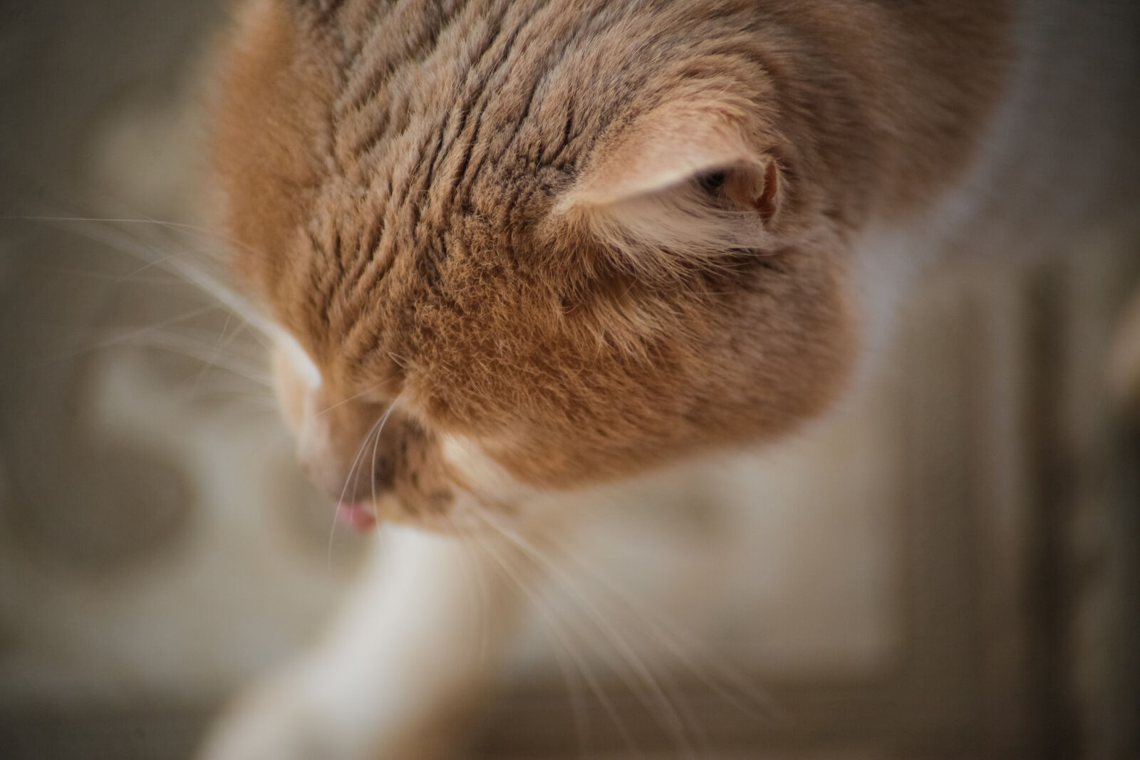 Canon EF 70-210mm f/4 sample photo