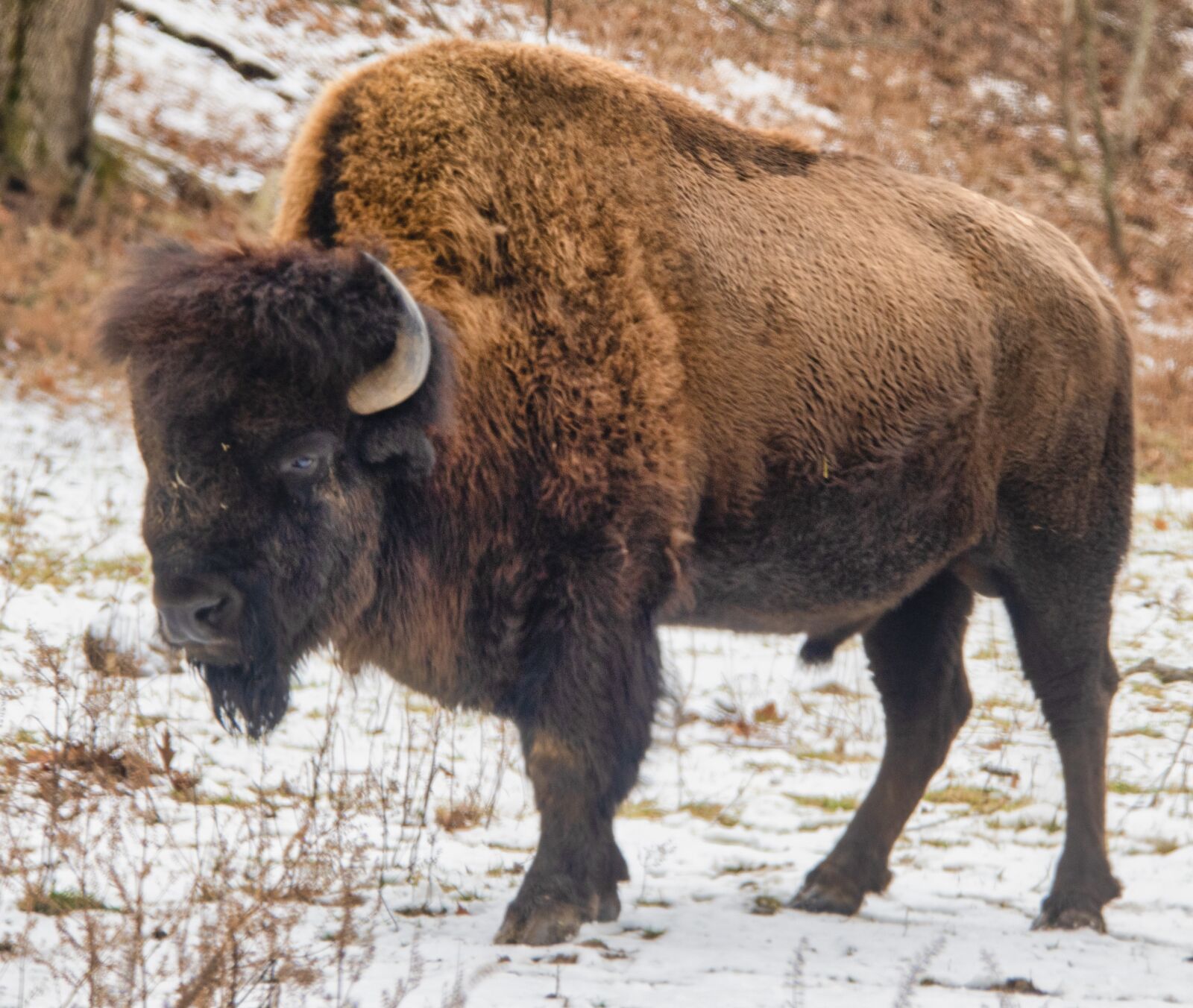 Nikon D850 sample photo. Bison, buffalo, animal photography