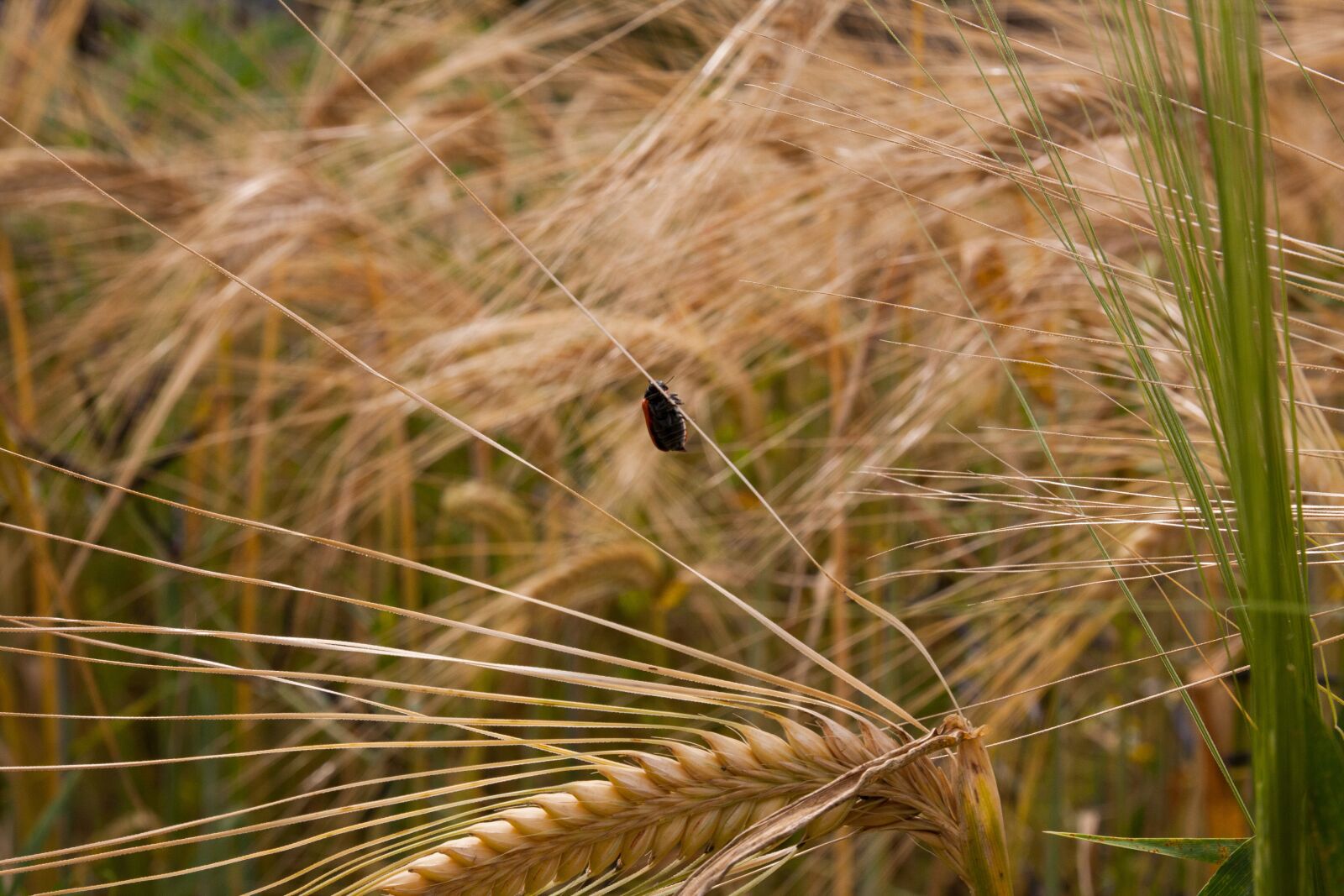 Canon EOS 40D sample photo. Wheat, summer, cultural landscape photography
