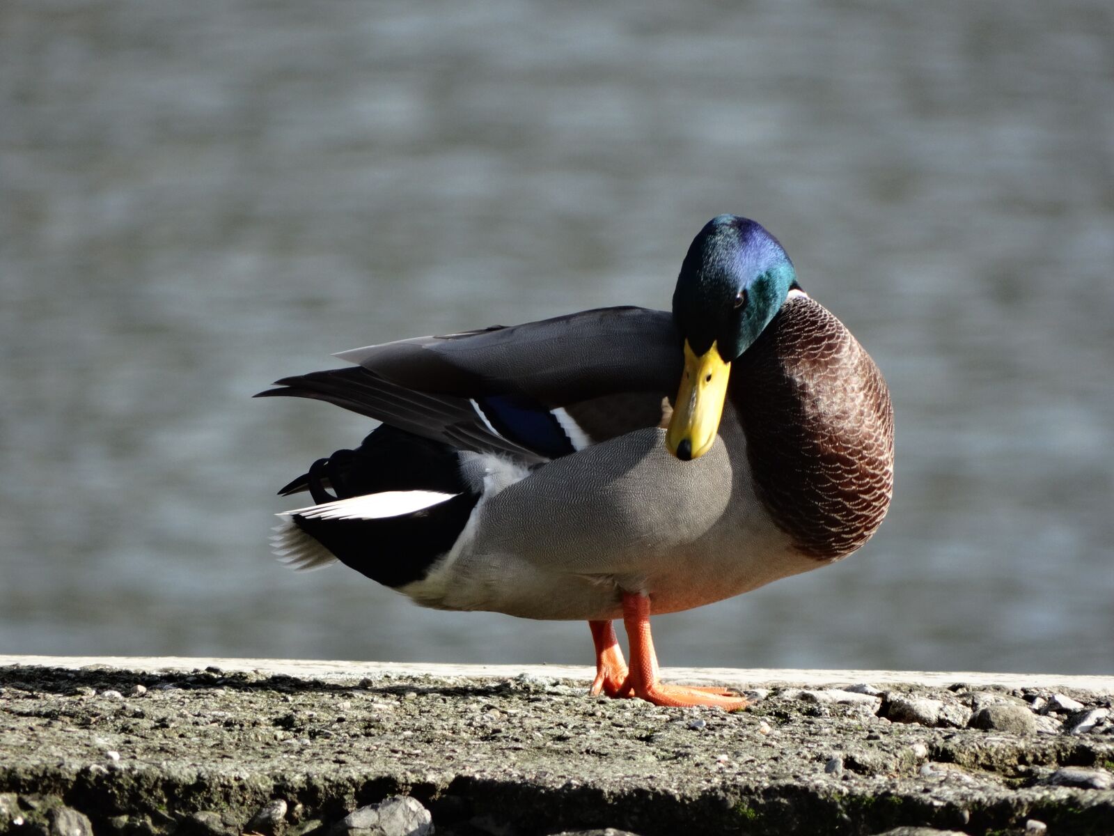 Sony Cyber-shot DSC-HX300 sample photo. Duck, lake, brown photography