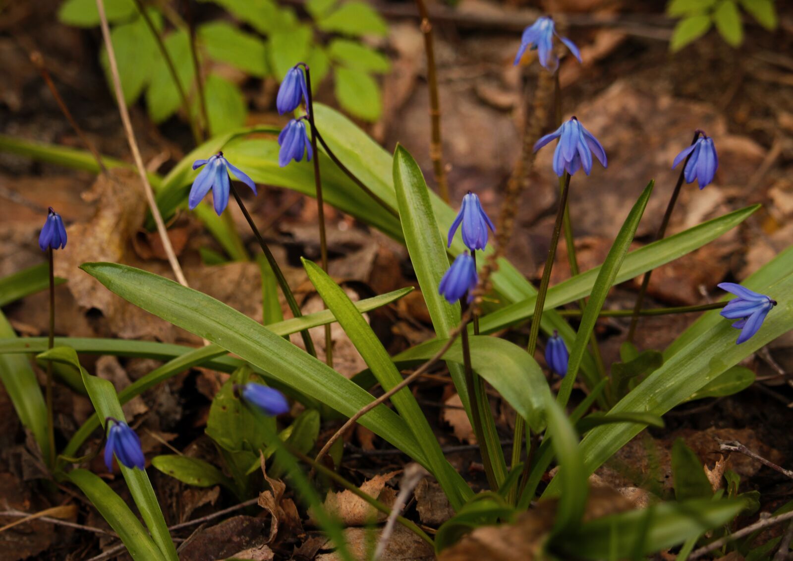 Canon EOS 1200D (EOS Rebel T5 / EOS Kiss X70 / EOS Hi) sample photo. Snowdrop, flowers, spring photography