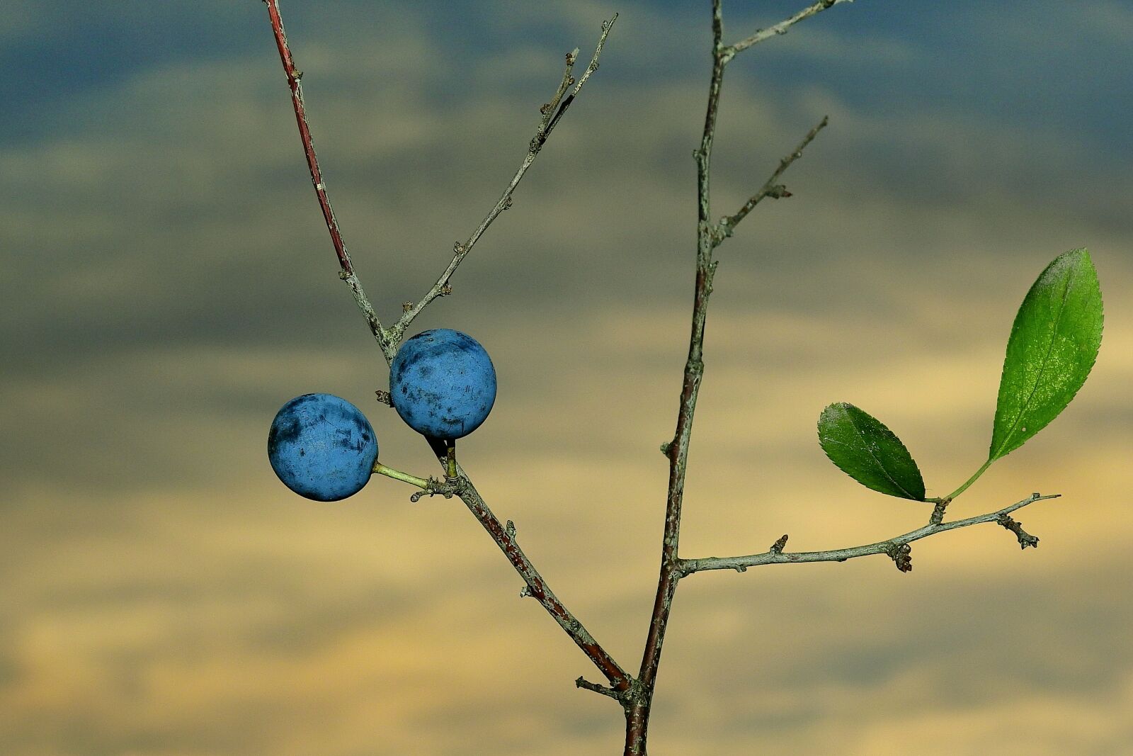 Nikon Coolpix P900 sample photo. Blackthorn, fruit, autumn photography