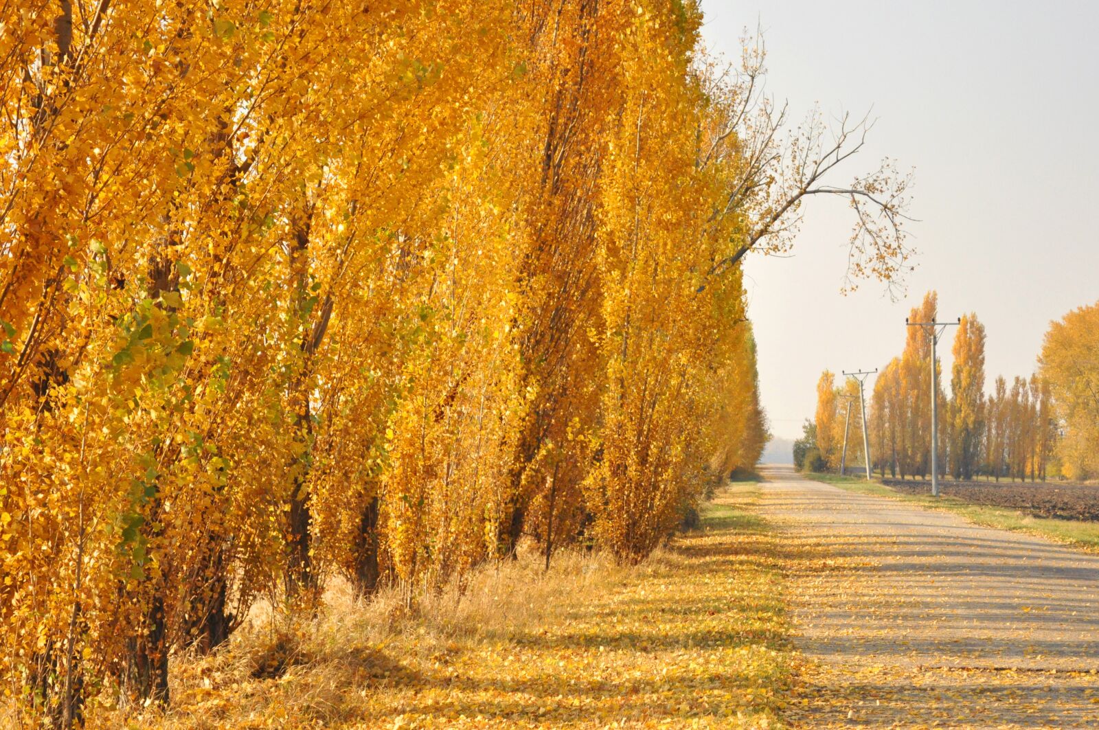 Nikon D90 sample photo. Atmosphere, autumn, branches photography