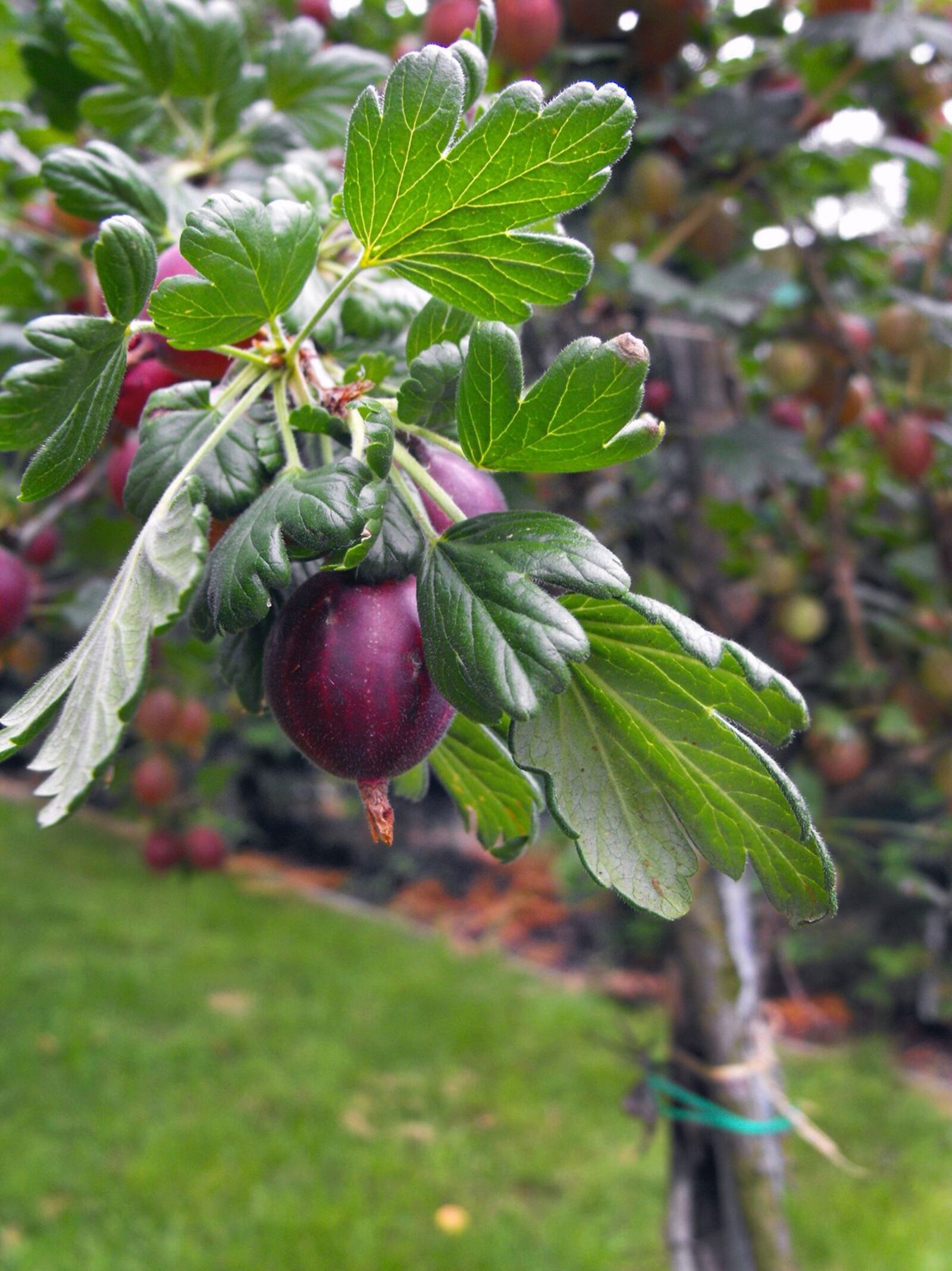 Fujifilm FinePix S1000fd sample photo. Egreš, gooseberries, shrub photography