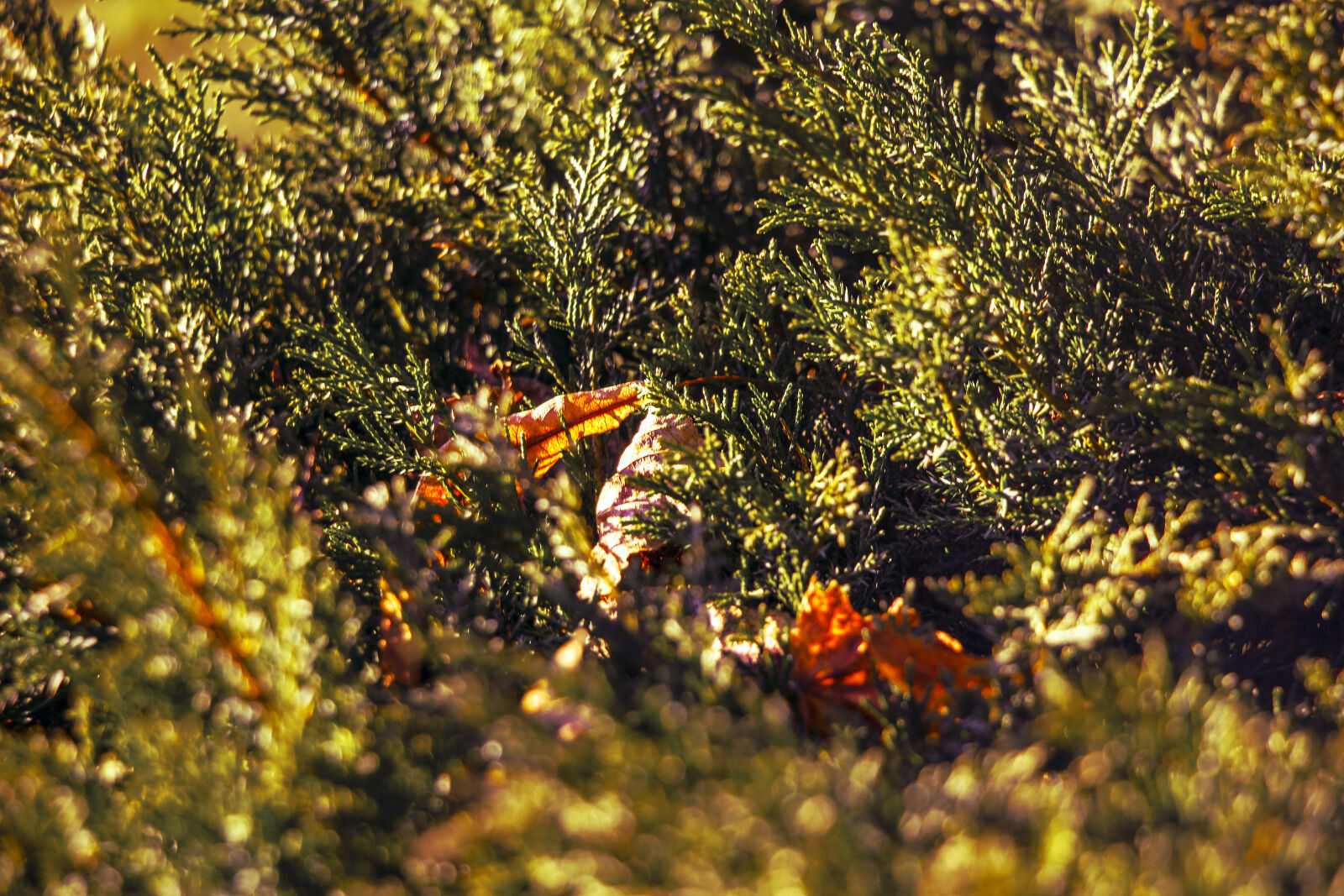 Canon EOS 60D sample photo