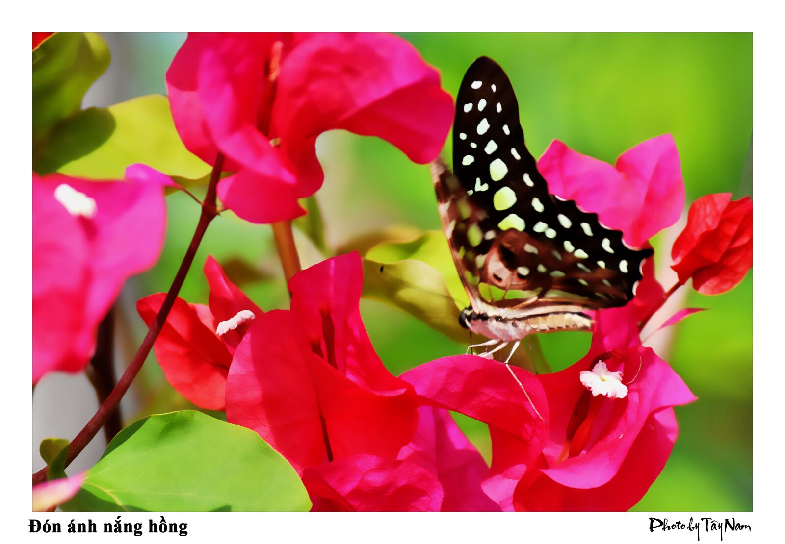 Nikon D5000 sample photo. Paper flower, flower, butterfly photography