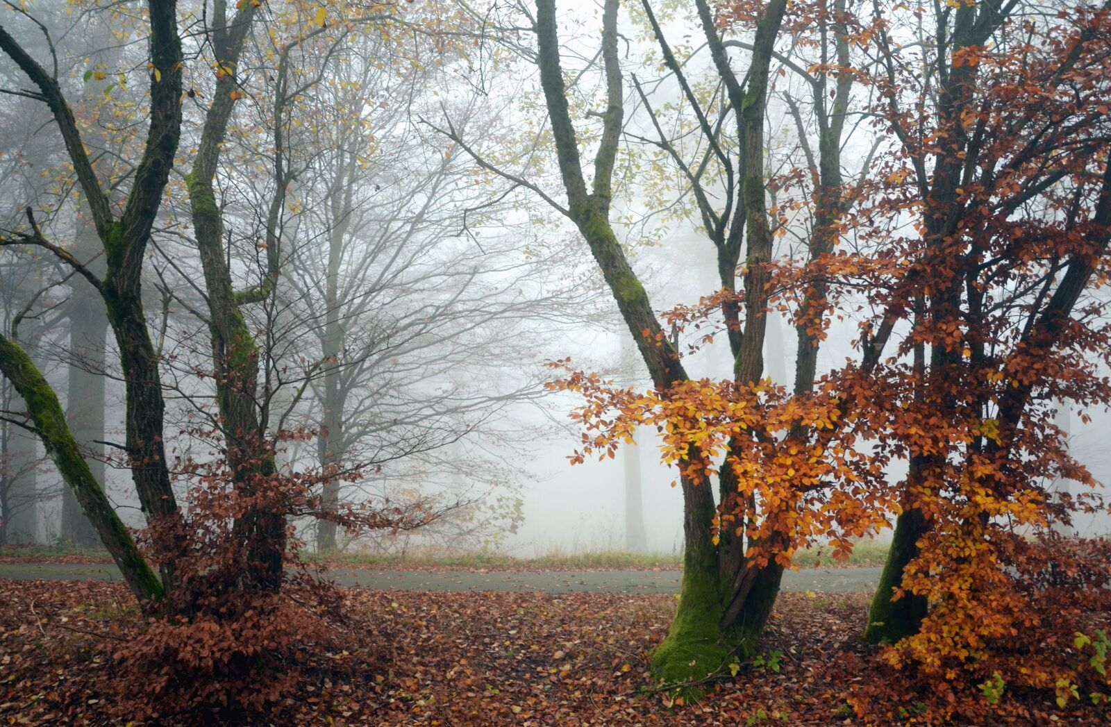 Nikon D5100 sample photo. Fog, forest, road, tree photography