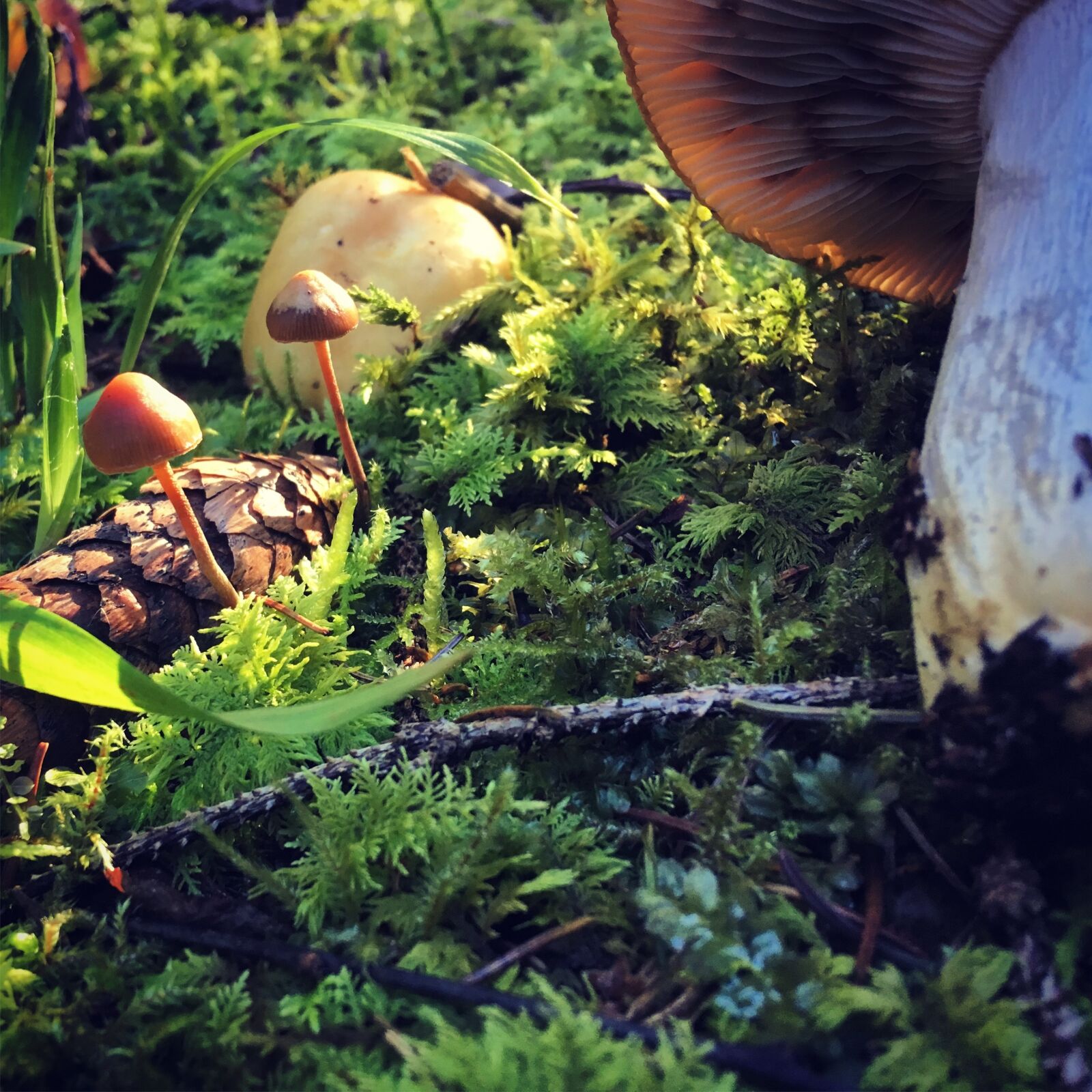 iPhone SE back camera 4.15mm f/2.2 sample photo. Mushroom, autumn, mushrooms photography