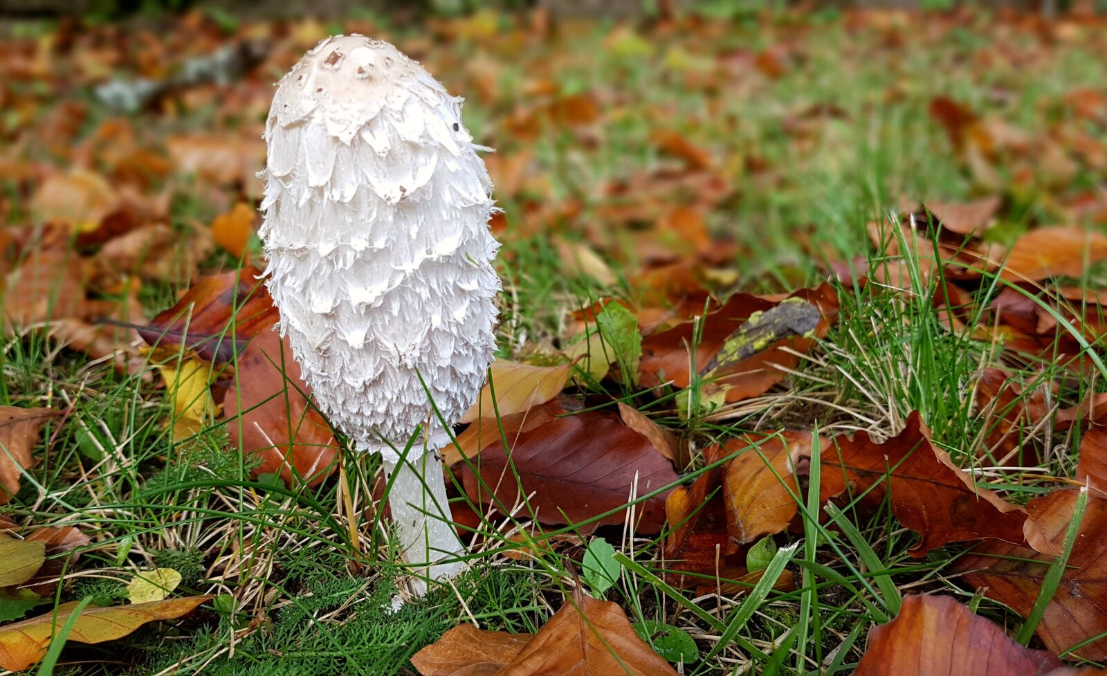 Samsung Galaxy S7 sample photo. Mushroom, tintenschopfling, edible photography