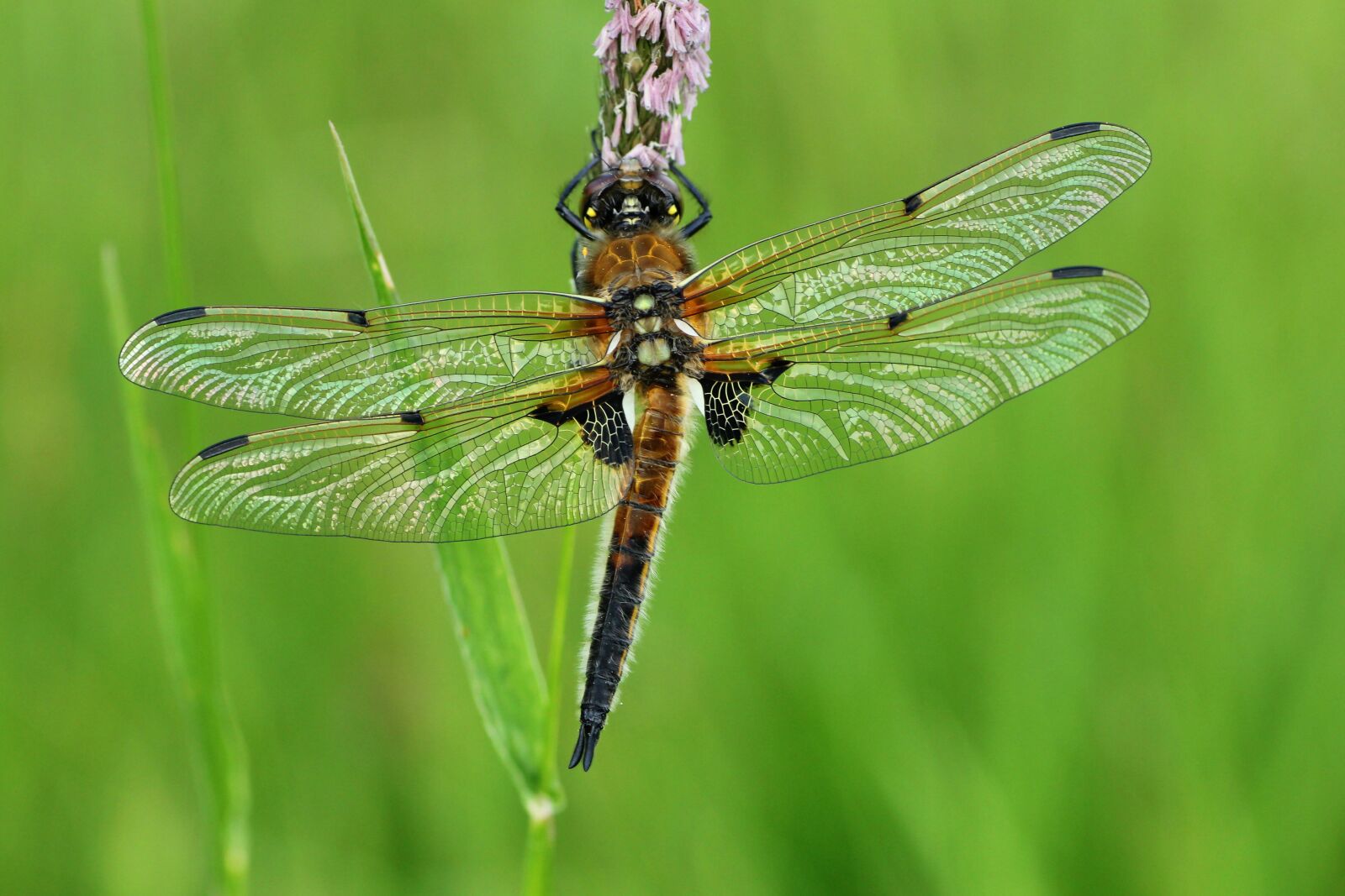 Tamron SP 90mm F2.8 Di VC USD 1:1 Macro sample photo. Dragonfly, four patch, sailing photography