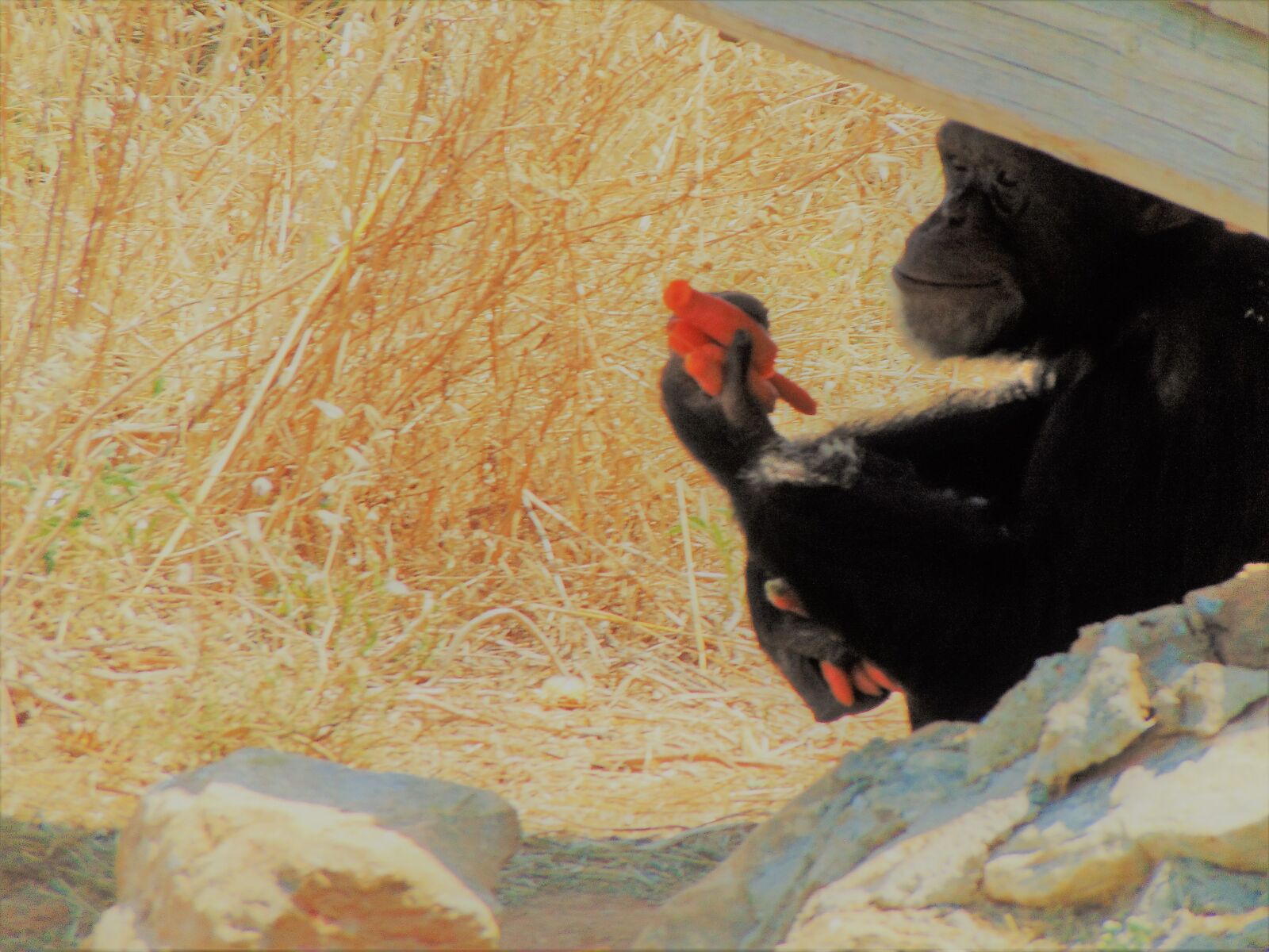 Sony Cyber-shot DSC-H300 sample photo. Carrot, zoo, monkey photography