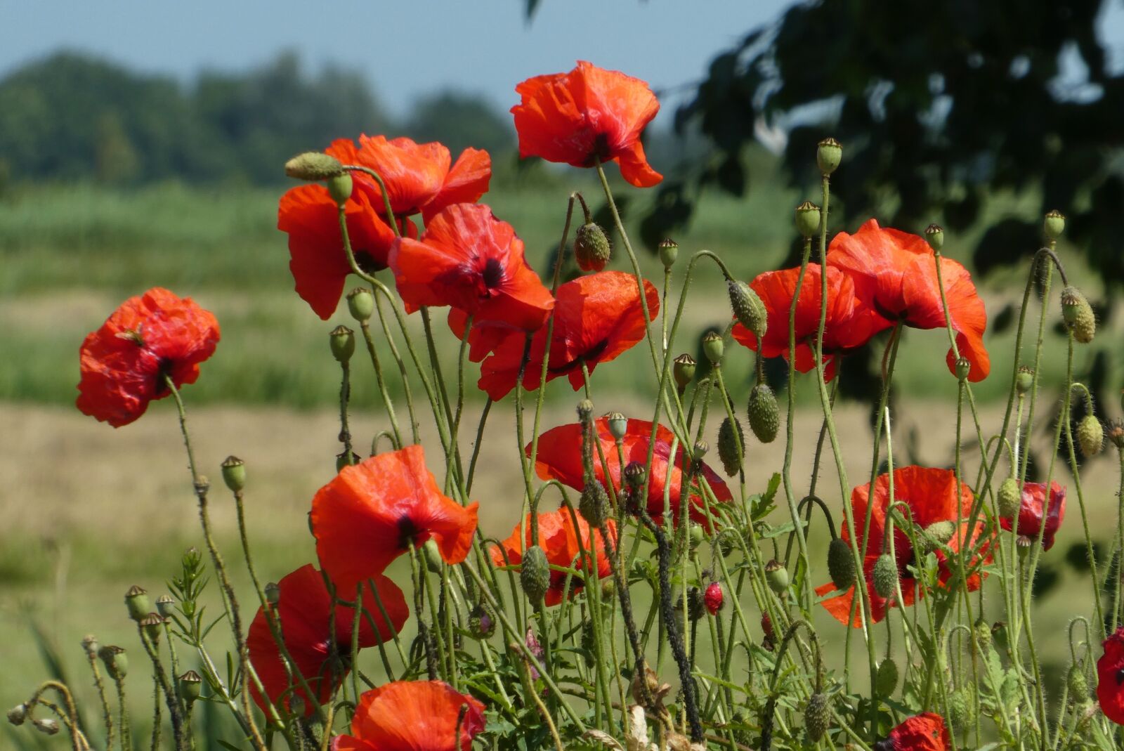 Panasonic Lumix DC-ZS70 (Lumix DC-TZ90) sample photo. Poppy, blossom, red photography
