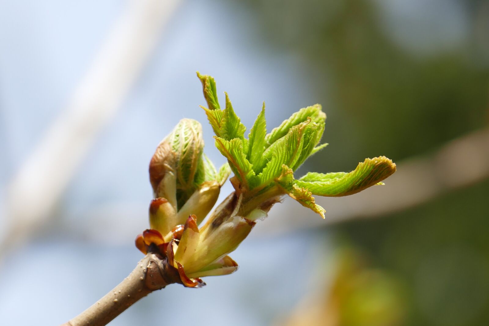 Panasonic Lumix DMC-FZ1000 sample photo. Chestnut, bud, branch photography