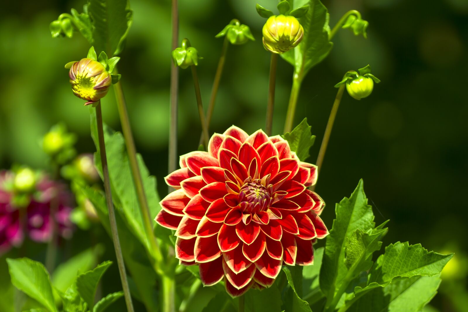 Canon EOS 7D sample photo. Dahlia, blossom, bloom photography