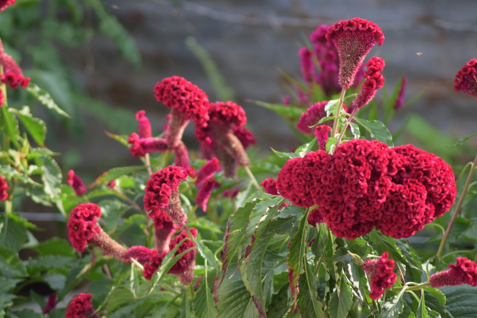 Nikon D5300 sample photo. Flowers, field, people photography