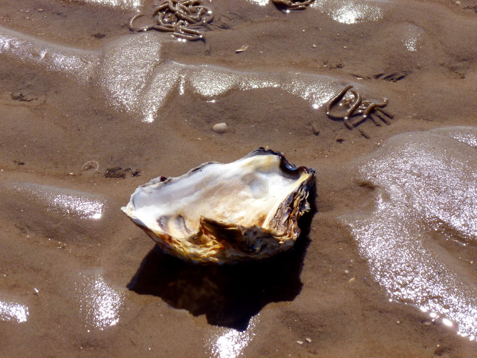 Panasonic DMC-FS37 sample photo. Seashell, shellfish, oyster photography