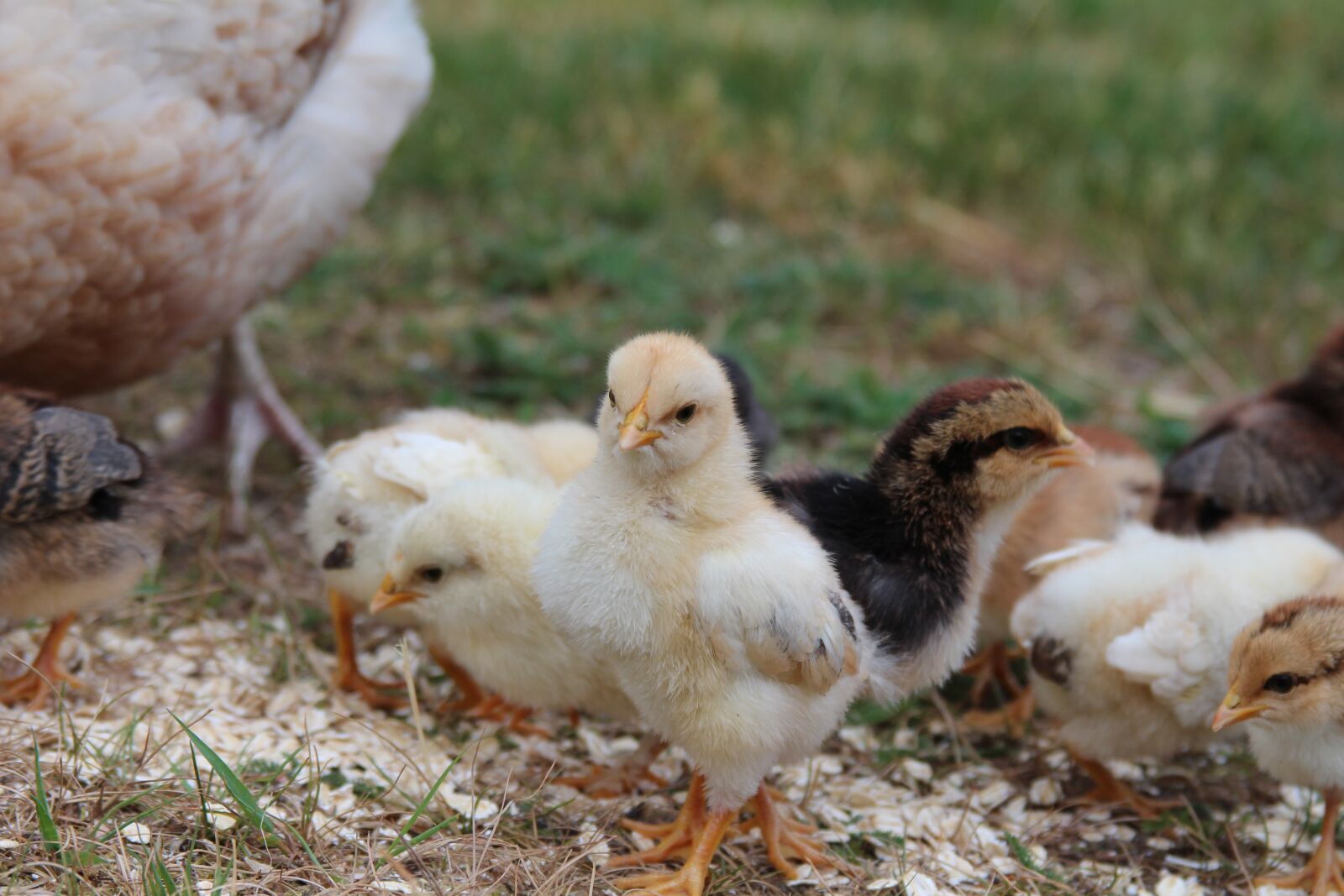 Canon EOS 700D (EOS Rebel T5i / EOS Kiss X7i) + Canon EF 28-135mm F3.5-5.6 IS USM sample photo. Easter, chicken, chicks photography