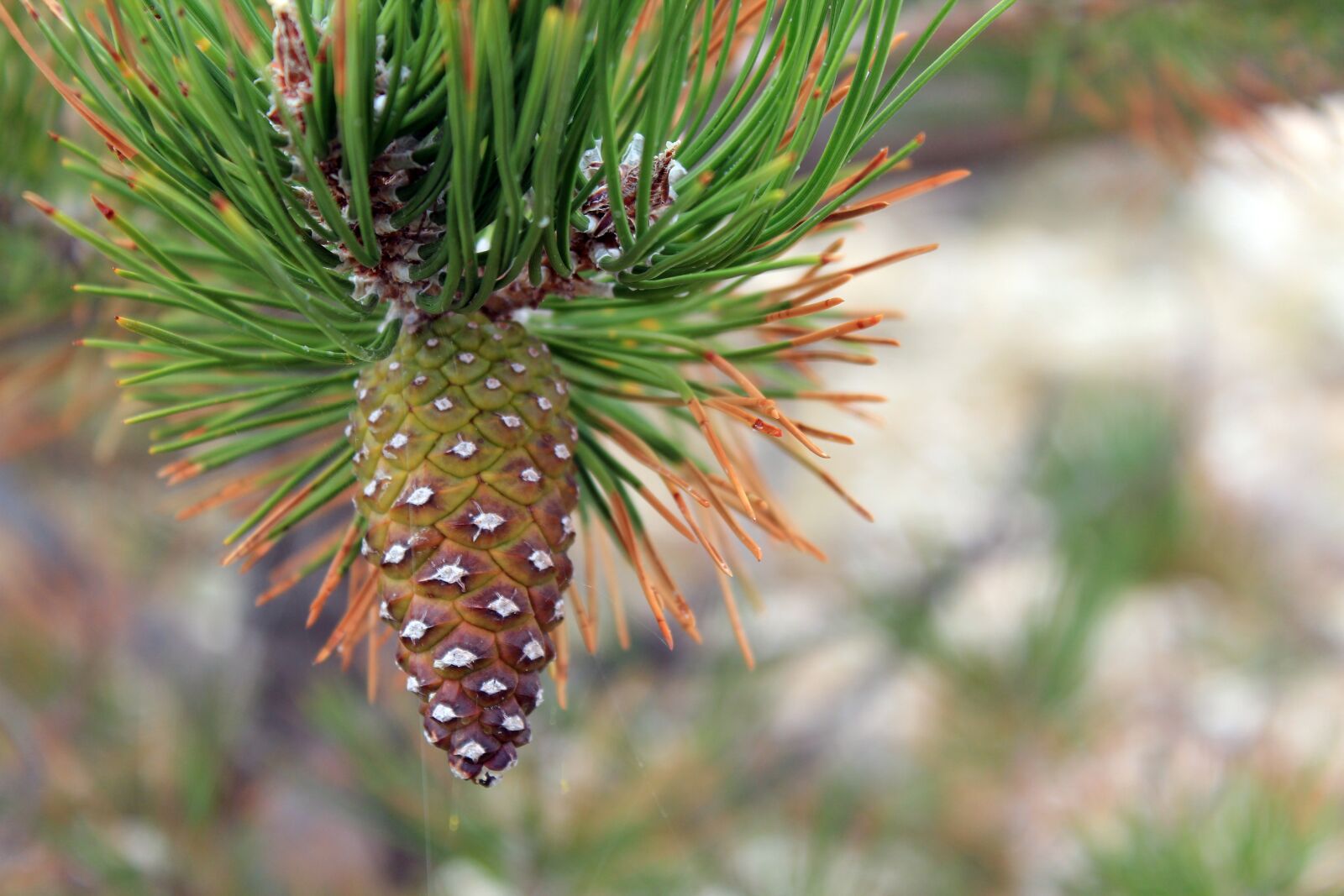Canon EOS 600D (Rebel EOS T3i / EOS Kiss X5) sample photo. Pine cones, conifer, tap photography