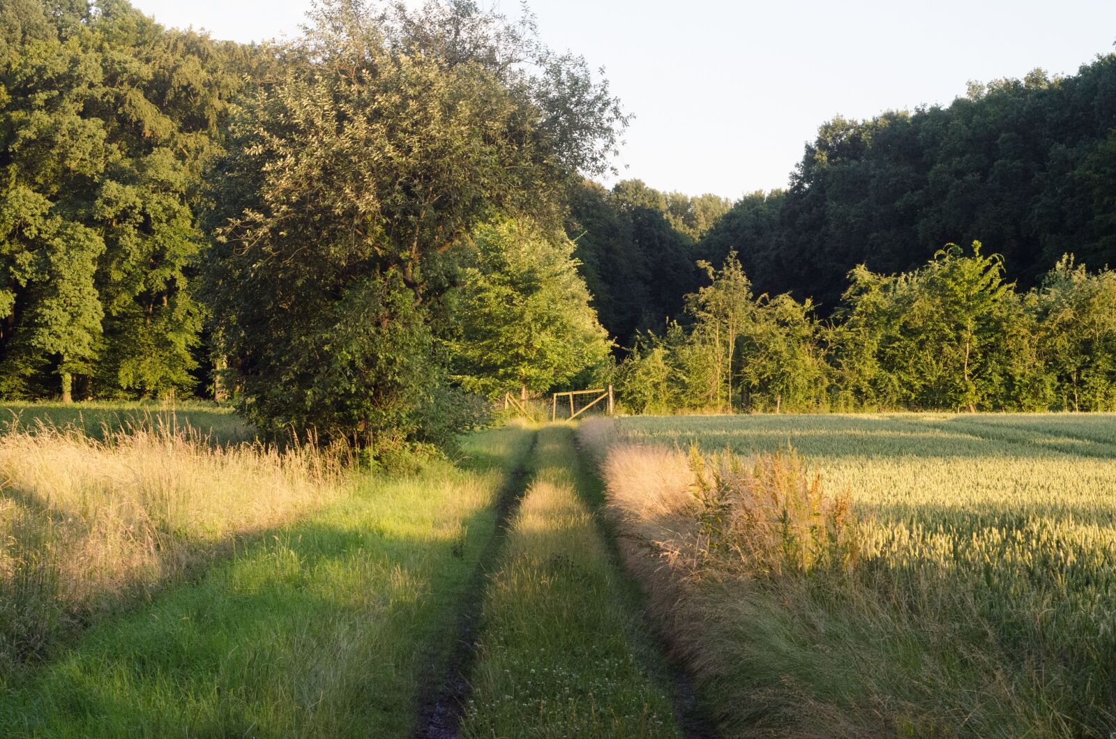 Nikon D7000 sample photo. Forest, green, nature photography