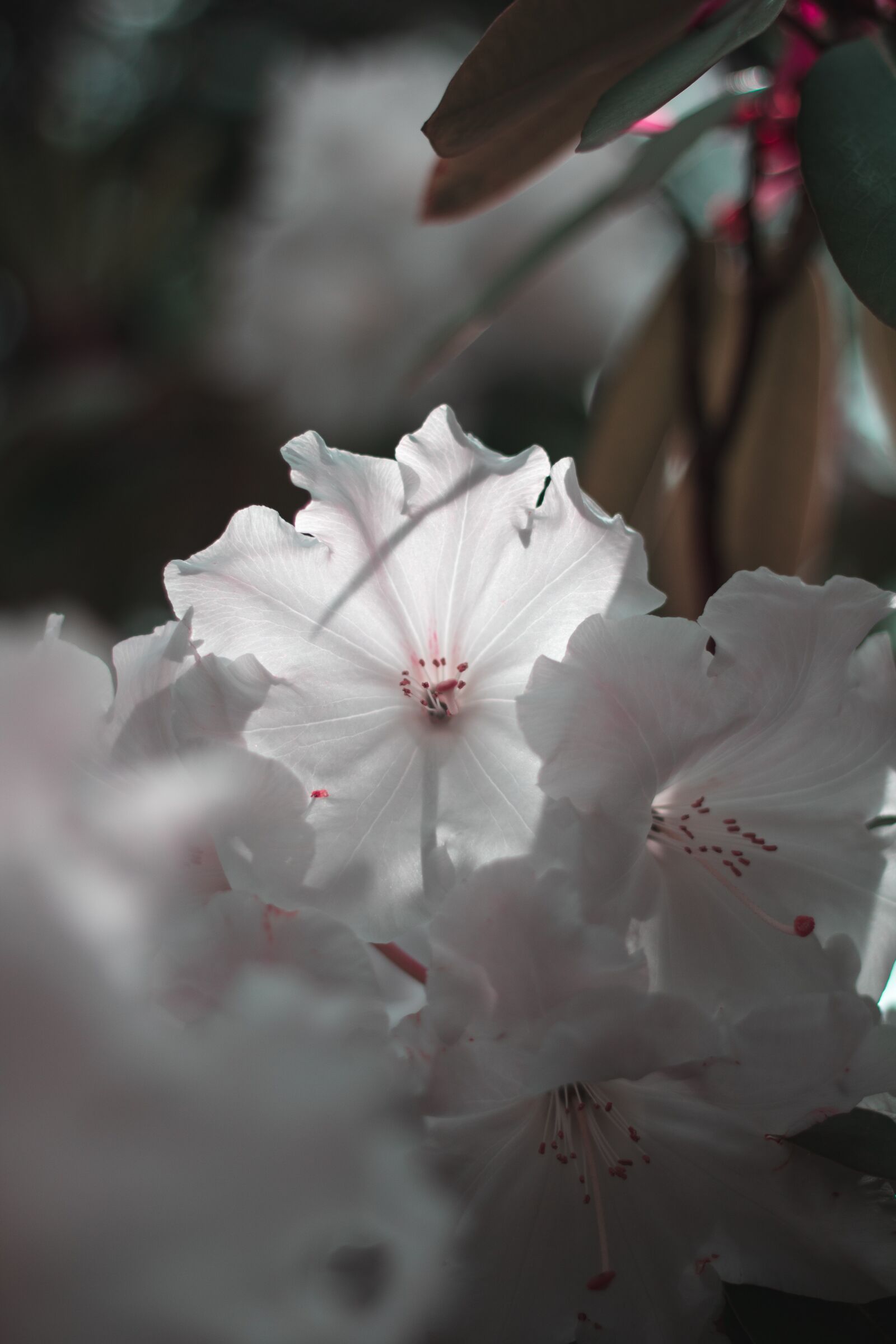 Canon EOS 750D (EOS Rebel T6i / EOS Kiss X8i) sample photo. Nature, white, blossom photography