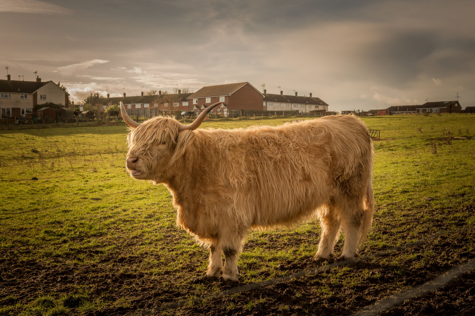 Sigma 50mm F1.4 EX DG HSM sample photo. Bull, cattle, cow, farm photography