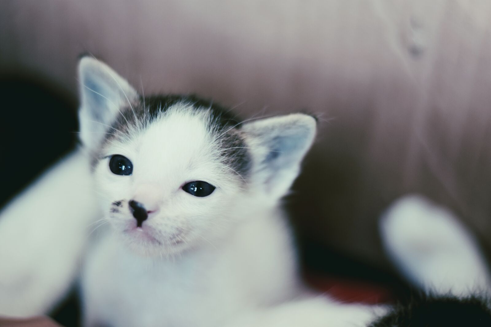 Nikon D7200 sample photo. Cat, babycat, blur photography