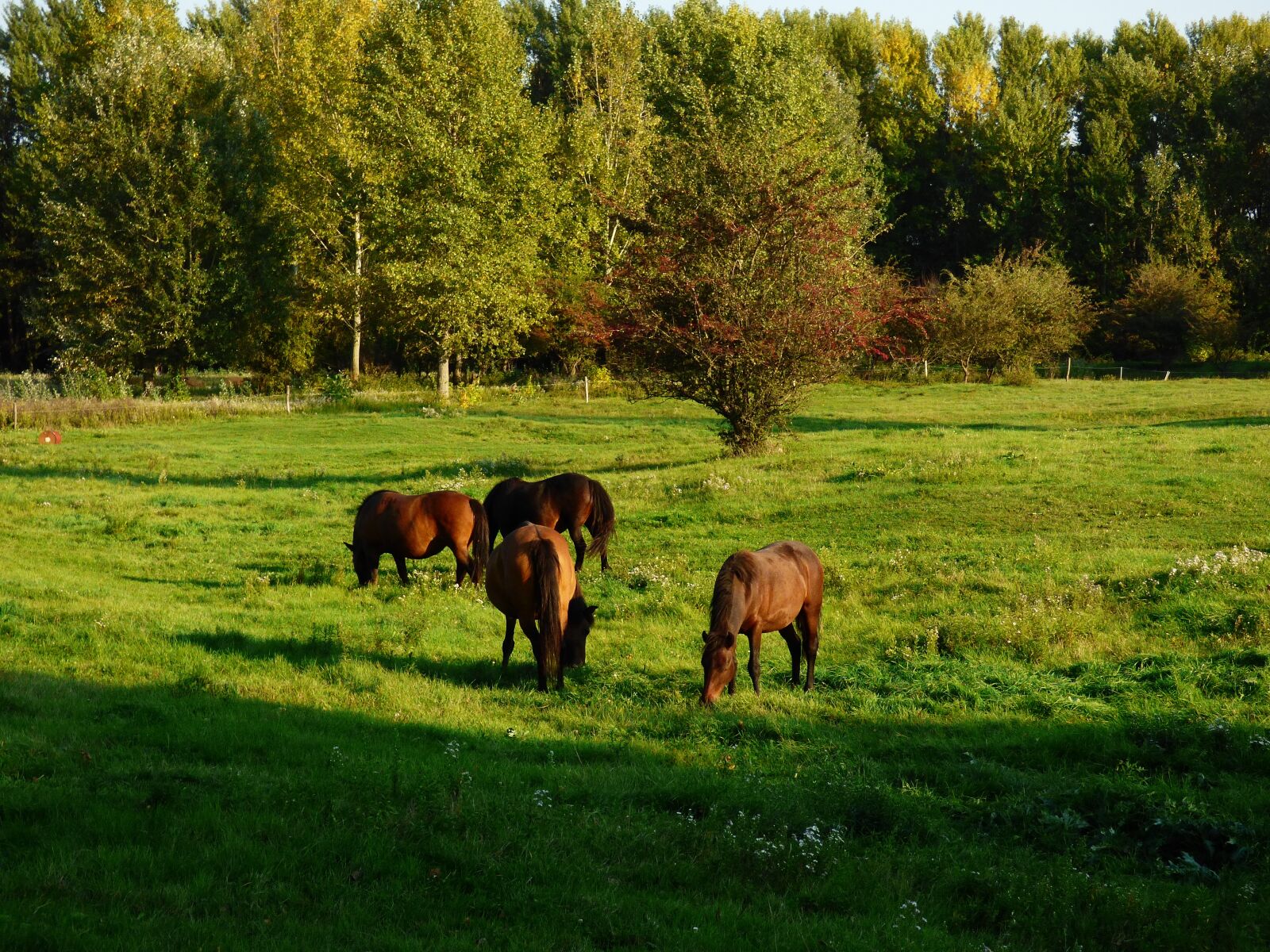 Panasonic DMC-FZ72 sample photo. Horses, grazing, nature photography