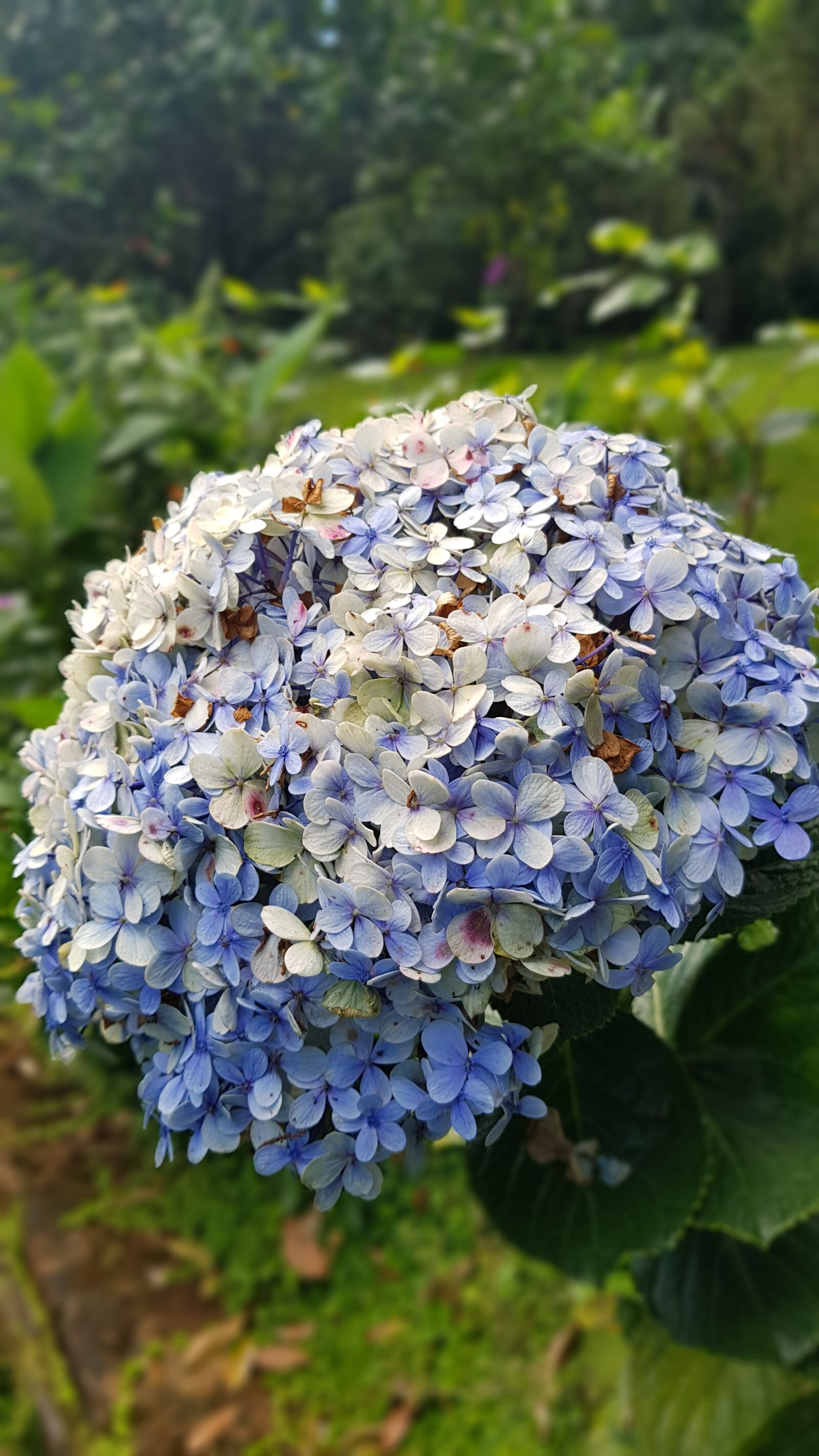 Samsung Galaxy S8+ sample photo. Nature, plants, flowers photography