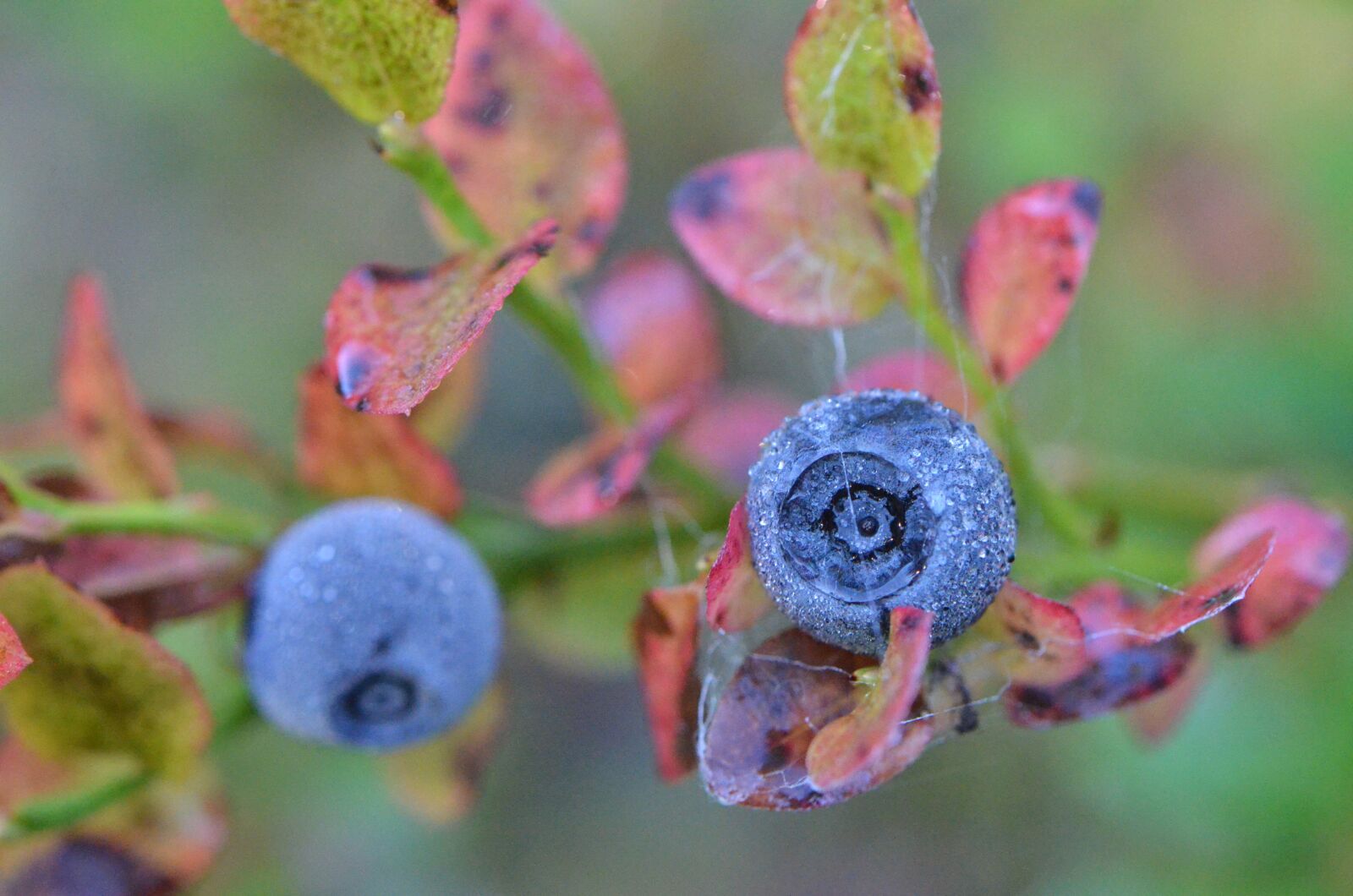 Nikon D7000 sample photo. Blueberry, berry, nature photography