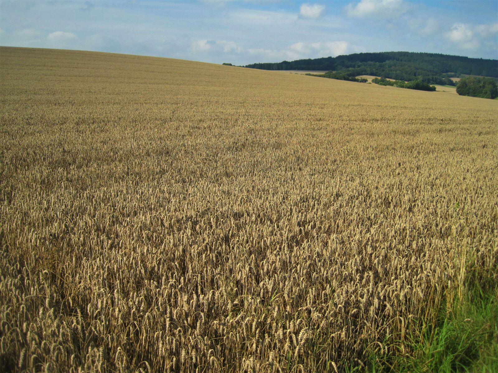 Canon PowerShot SD1200 IS (Digital IXUS 95 IS / IXY Digital 110 IS) sample photo. Golden yellow wheat field photography