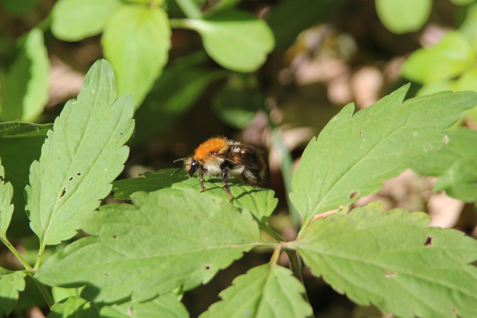 Canon EOS 650D (EOS Rebel T4i / EOS Kiss X6i) sample photo. Bumblebee, nature, insect photography