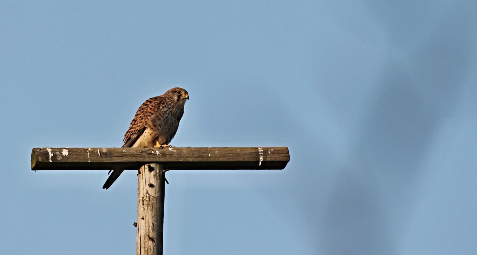 Canon EOS 1100D (EOS Rebel T3 / EOS Kiss X50) sample photo. Kestrel, bird of prey photography