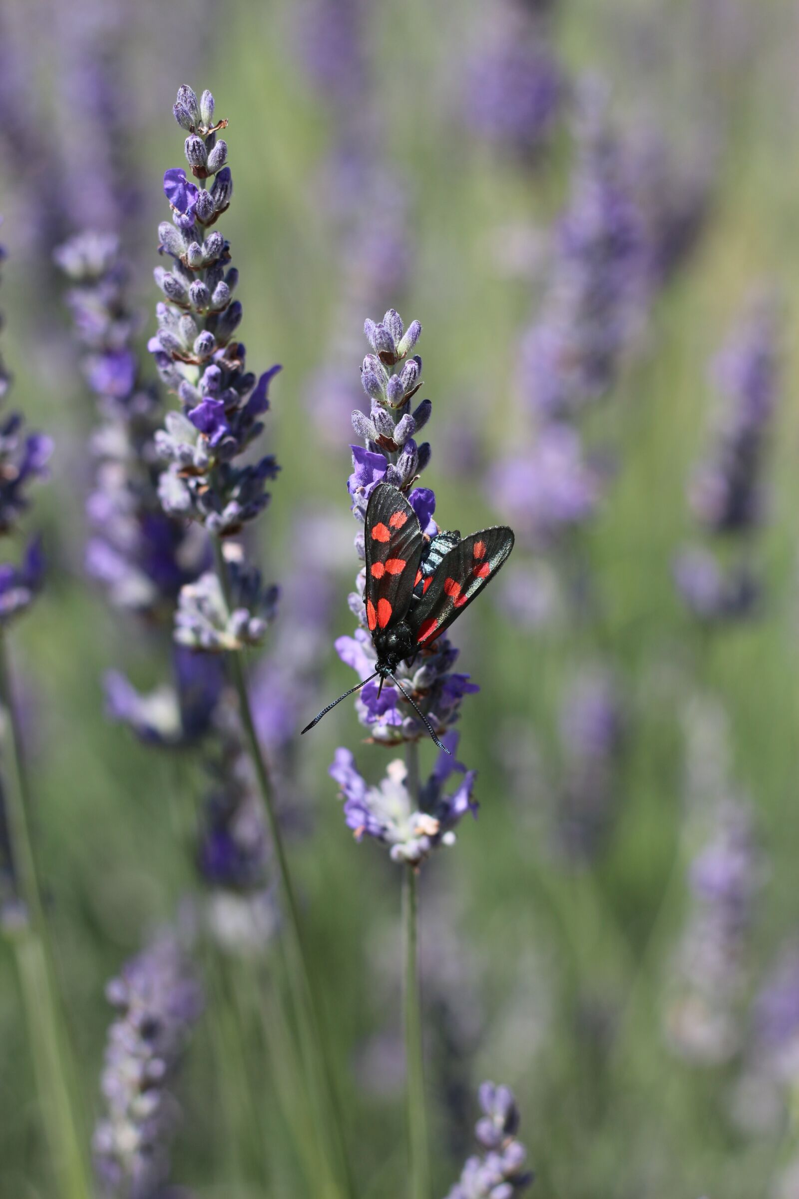 Canon EOS 700D (EOS Rebel T5i / EOS Kiss X7i) sample photo. Six-spot burnet moth, lavender photography