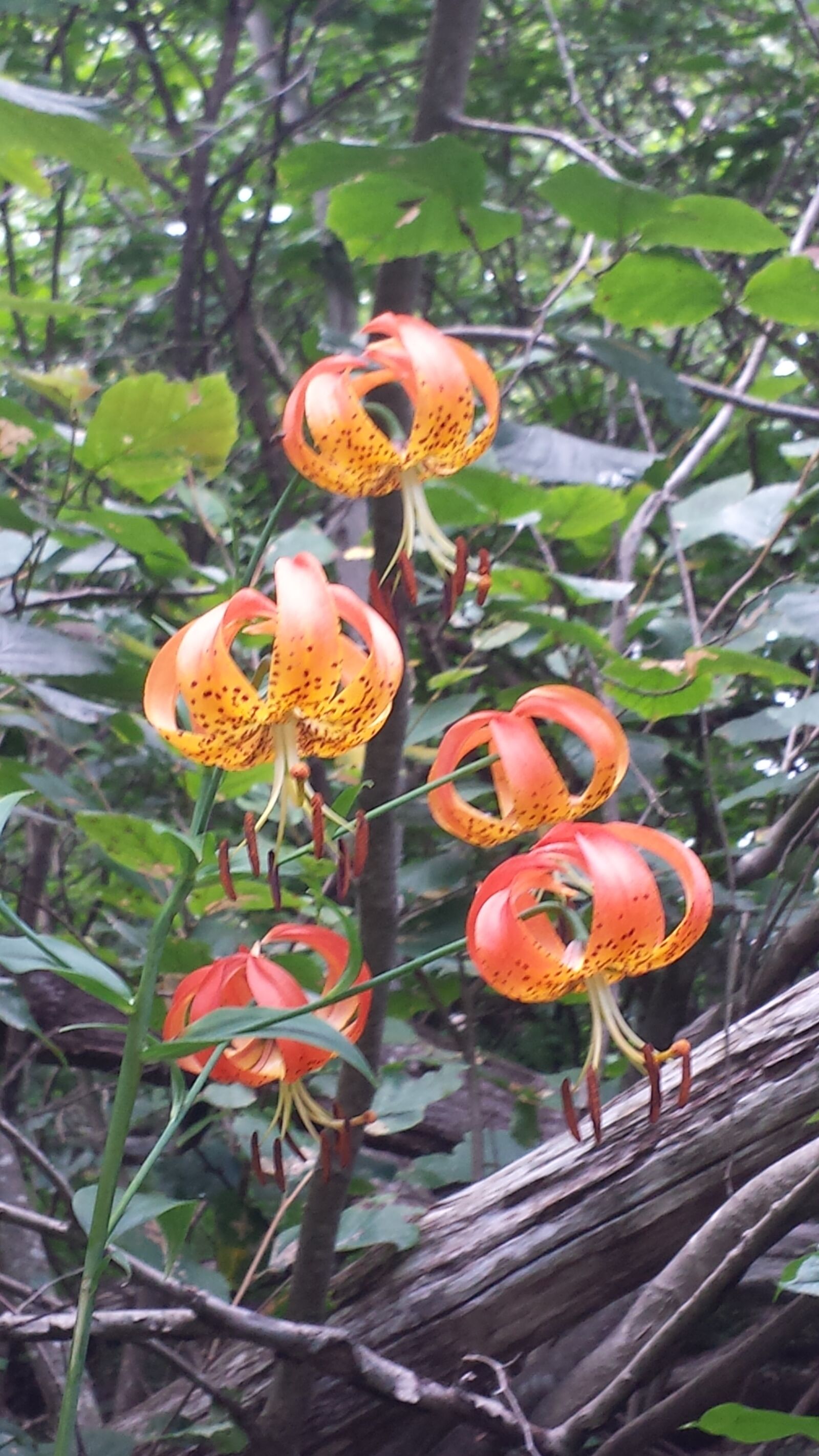 Samsung Galaxy S4 sample photo. Flower, mountains, nature photography