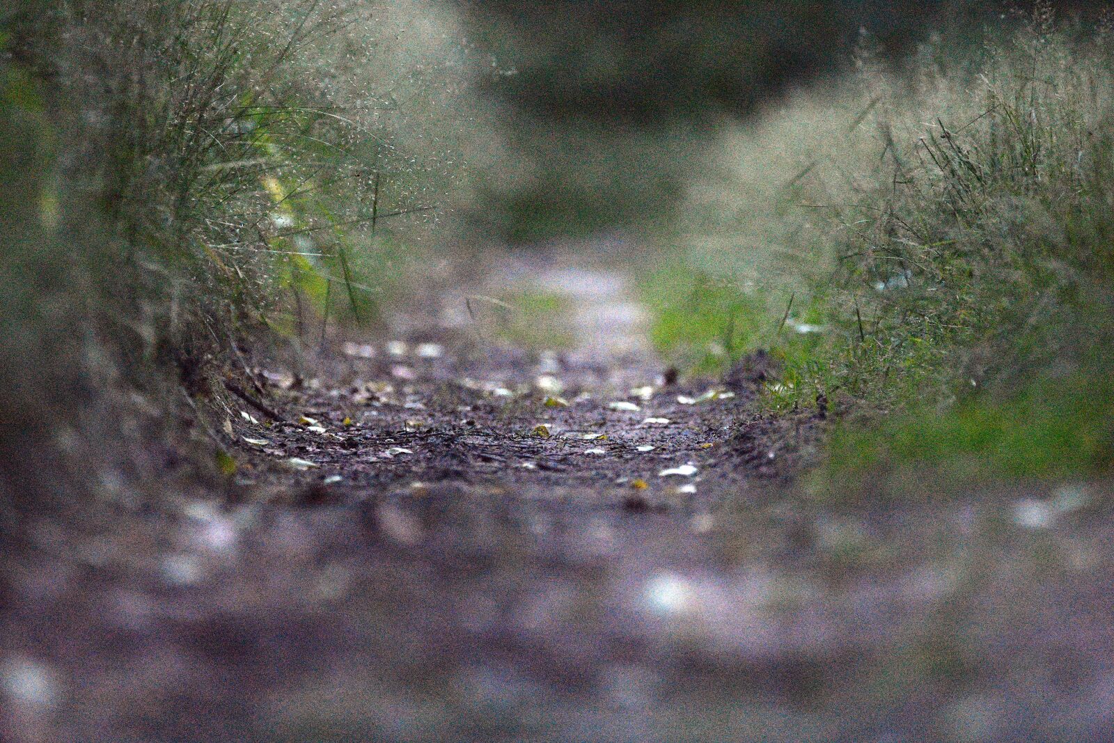 Nikon D3400 sample photo. The path, way, forest photography