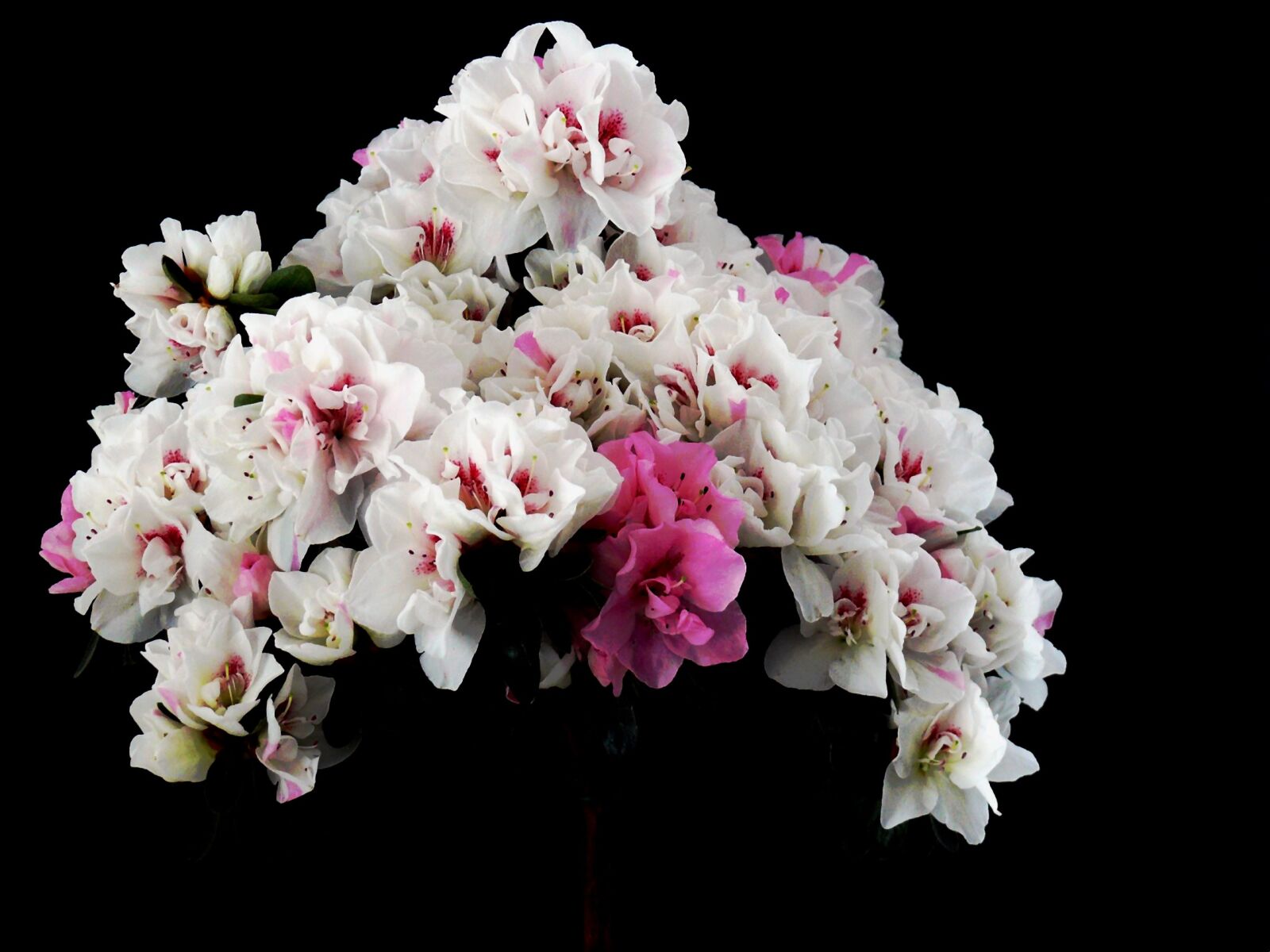 Leica V-LUX 1 sample photo. Flowers, spring, white photography