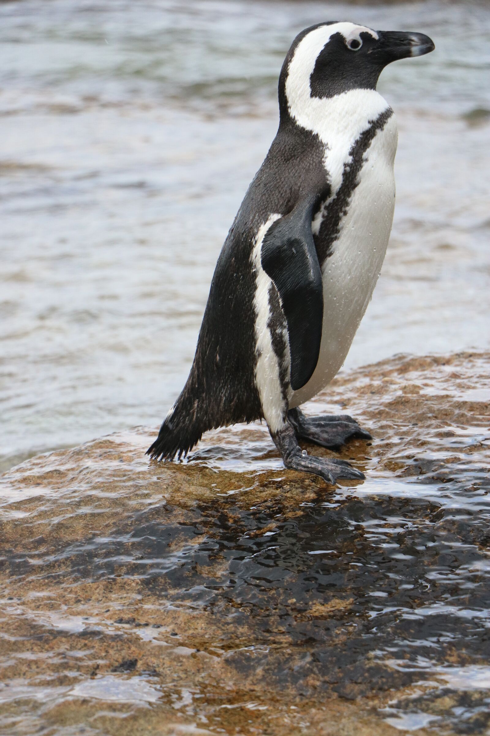 Canon EOS 750D (EOS Rebel T6i / EOS Kiss X8i) sample photo. Penguin, penguin at sea photography