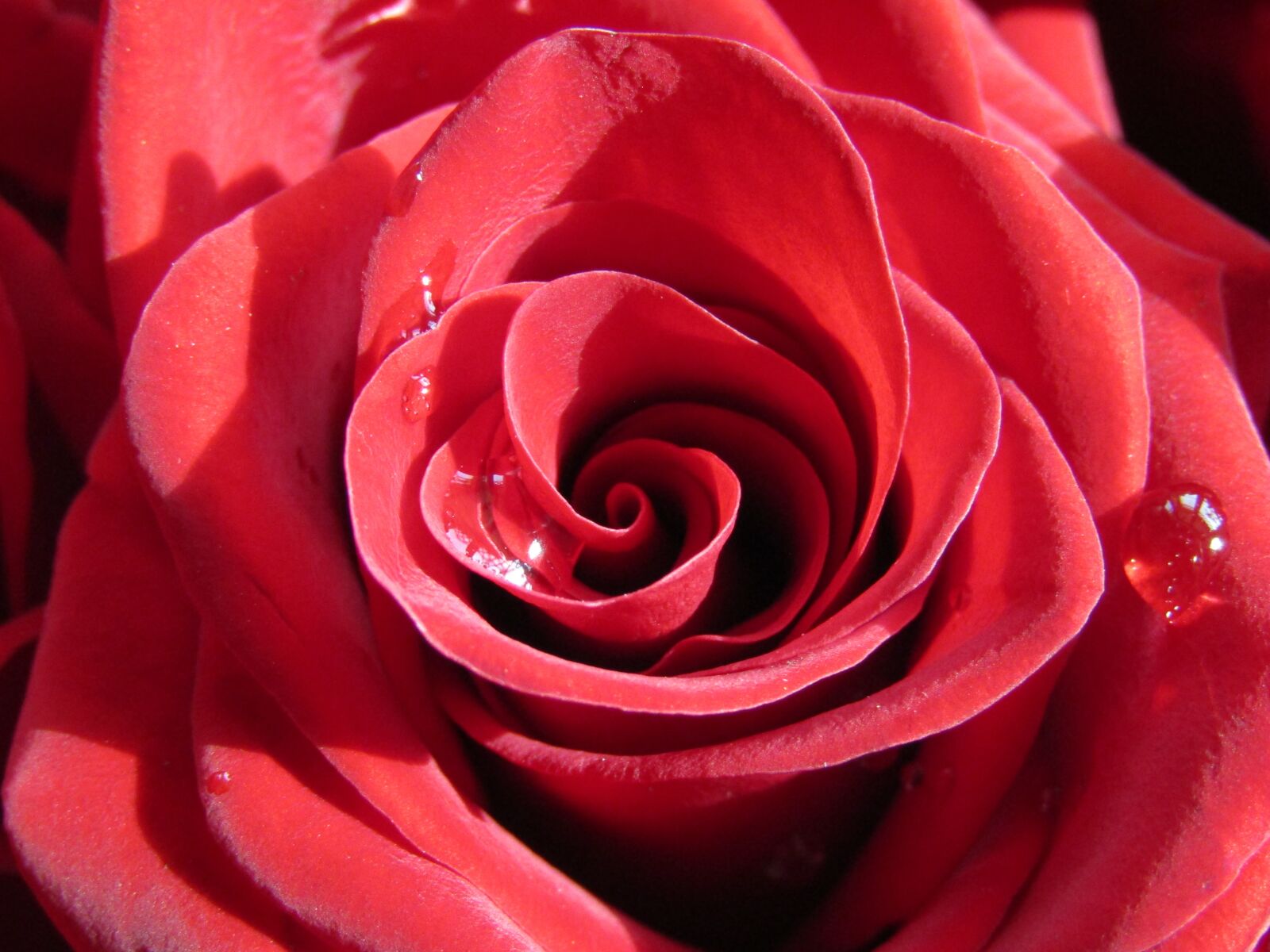 Canon PowerShot SX410 IS sample photo. Rose, red, petal photography