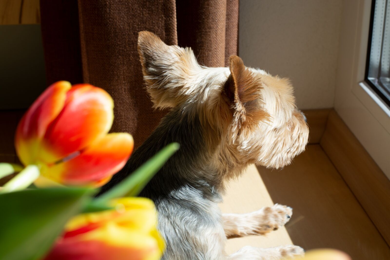 Nikon D7100 sample photo. Dog, small, animal photography