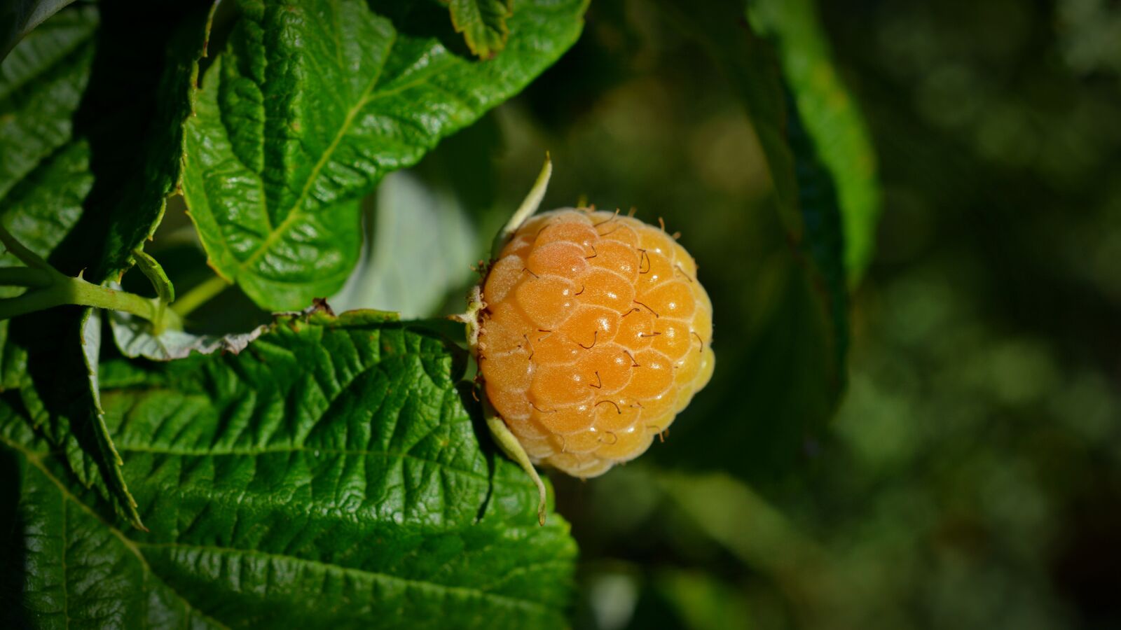 Nikon D5200 sample photo. Blackberry, yellow blackberry, fruit photography