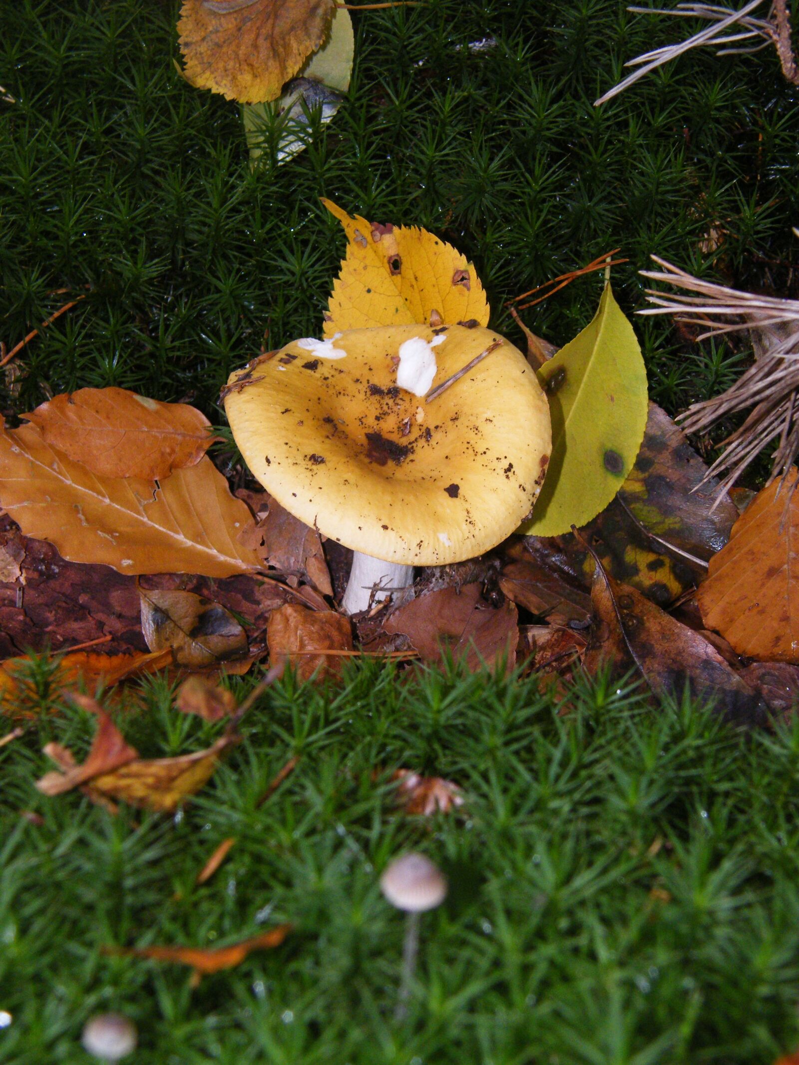 Fujifilm FinePix S8000fd sample photo. Russula, mushrooms, forest photography