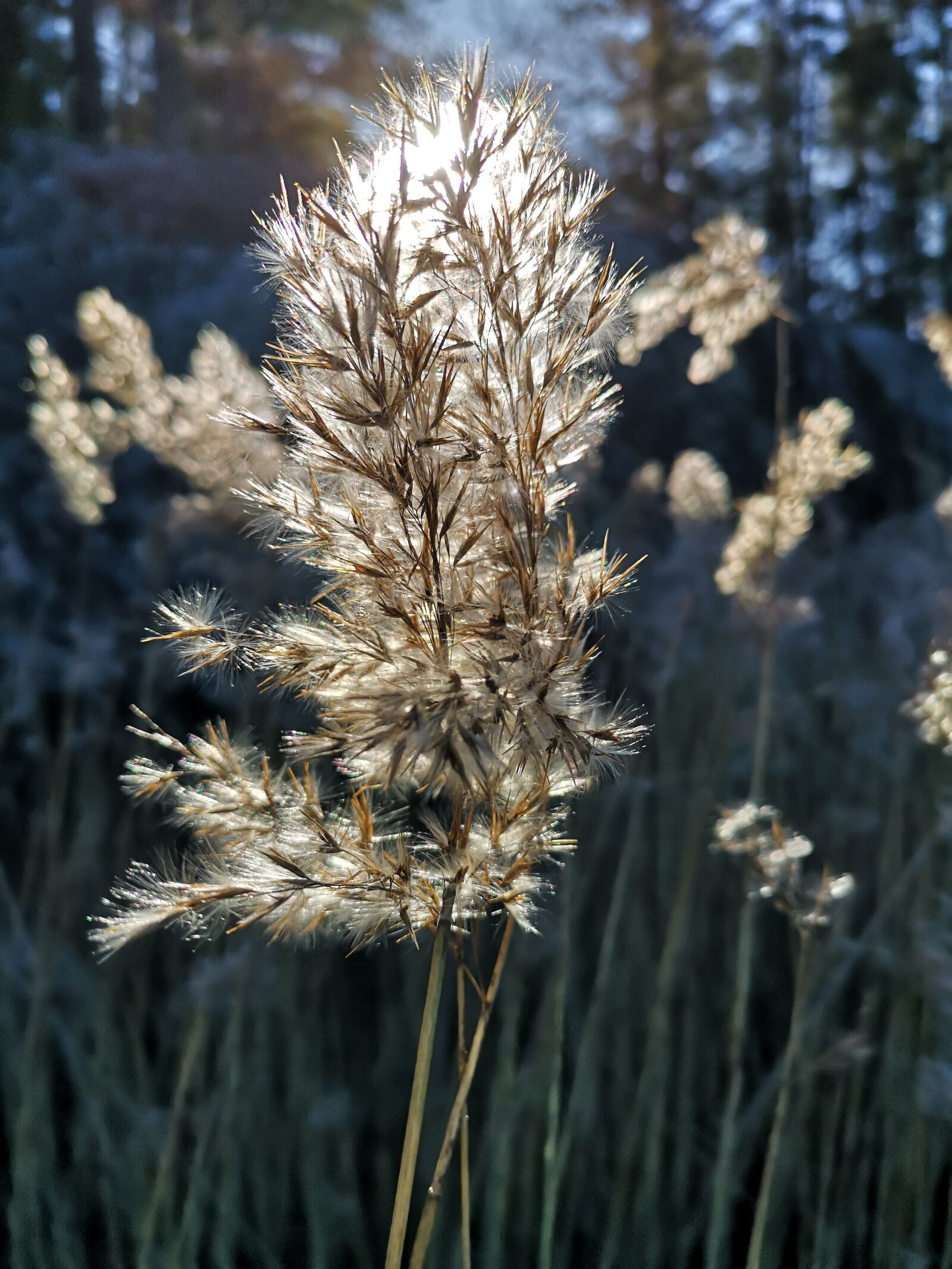 HUAWEI CLT-L29 sample photo. The nature of the photography