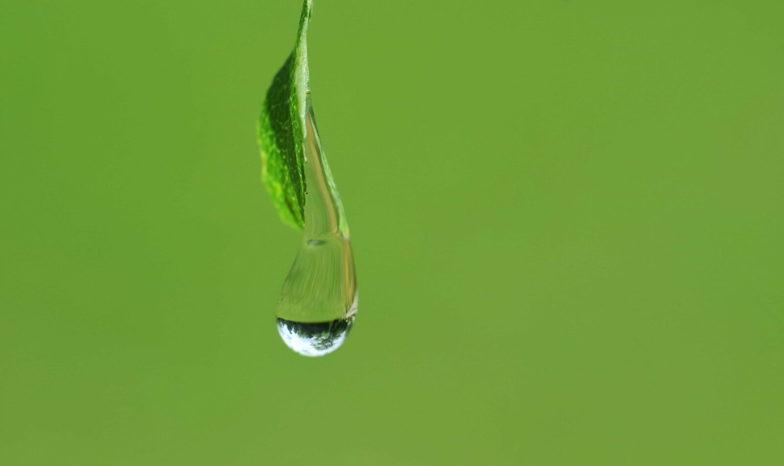 Nikon D3300 sample photo. Leaf, dew, wet, nature photography