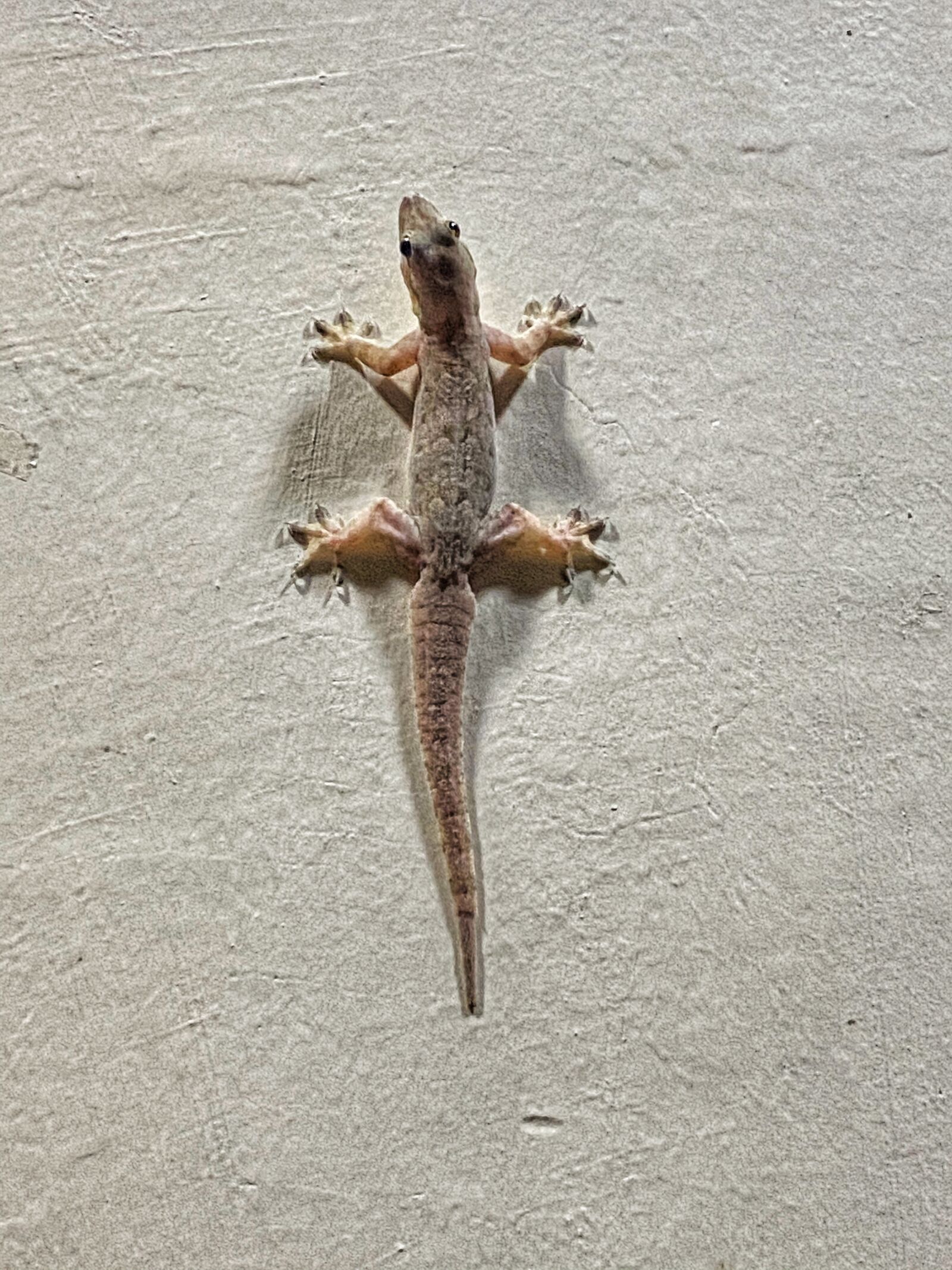 Apple iPhone 11 Pro sample photo. Gecko, wildlife, lizard photography