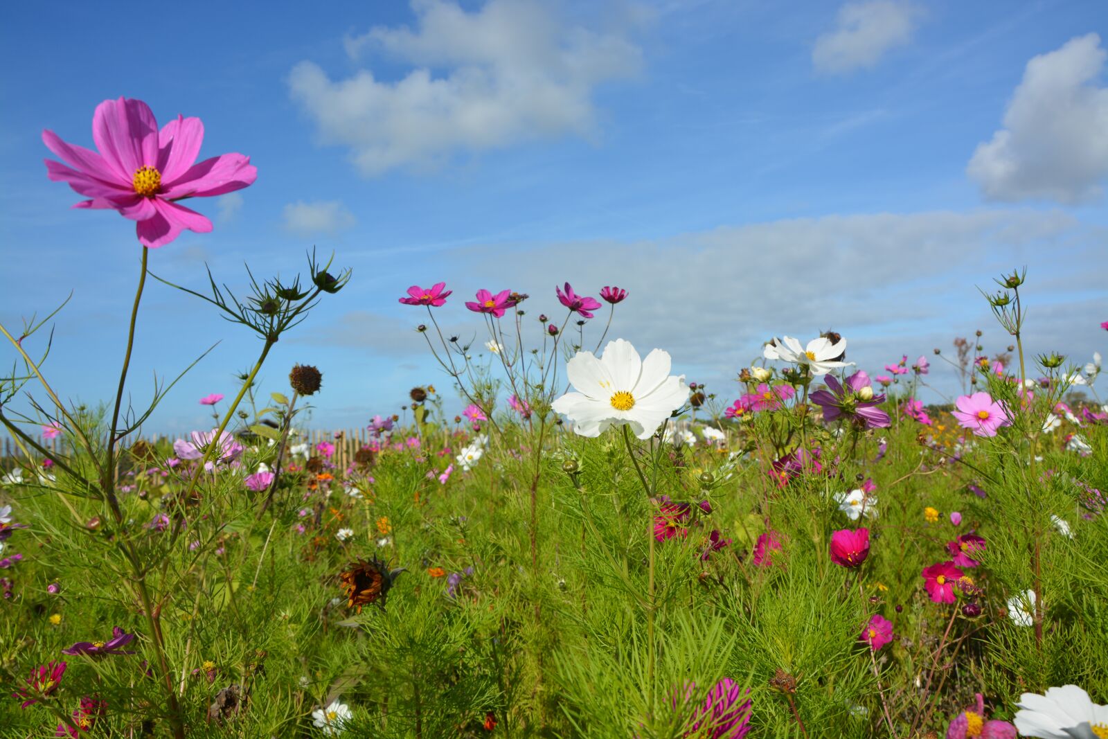 Nikon D5200 sample photo. Flowers, corner rustic, nature photography