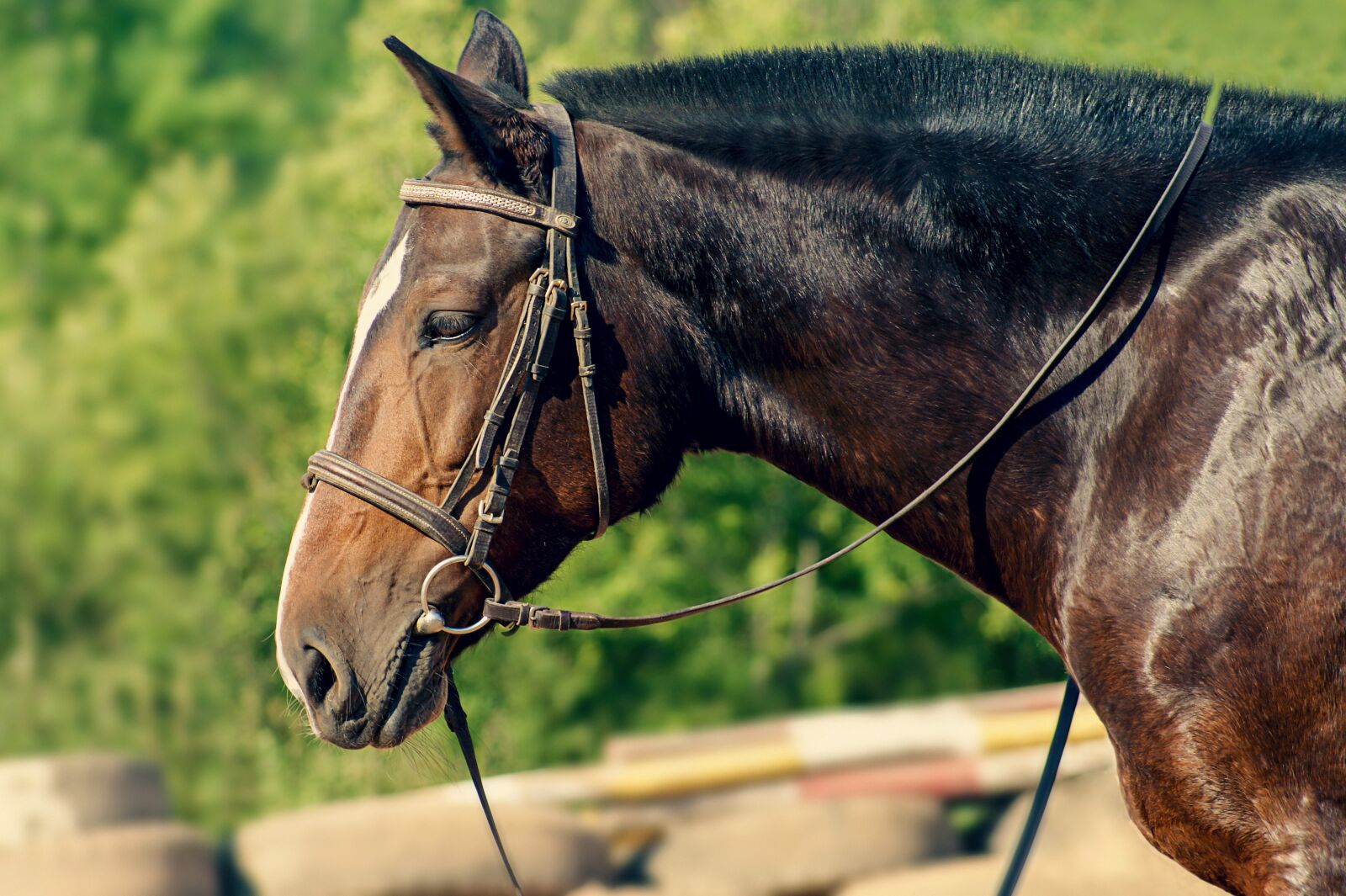 Sony Alpha DSLR-A390 sample photo. Horse, animals, mane photography