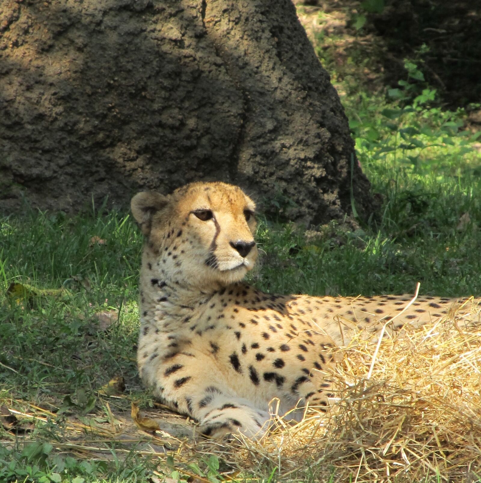 Canon PowerShot SX130 IS sample photo. Cheetah, resting, zoo photography